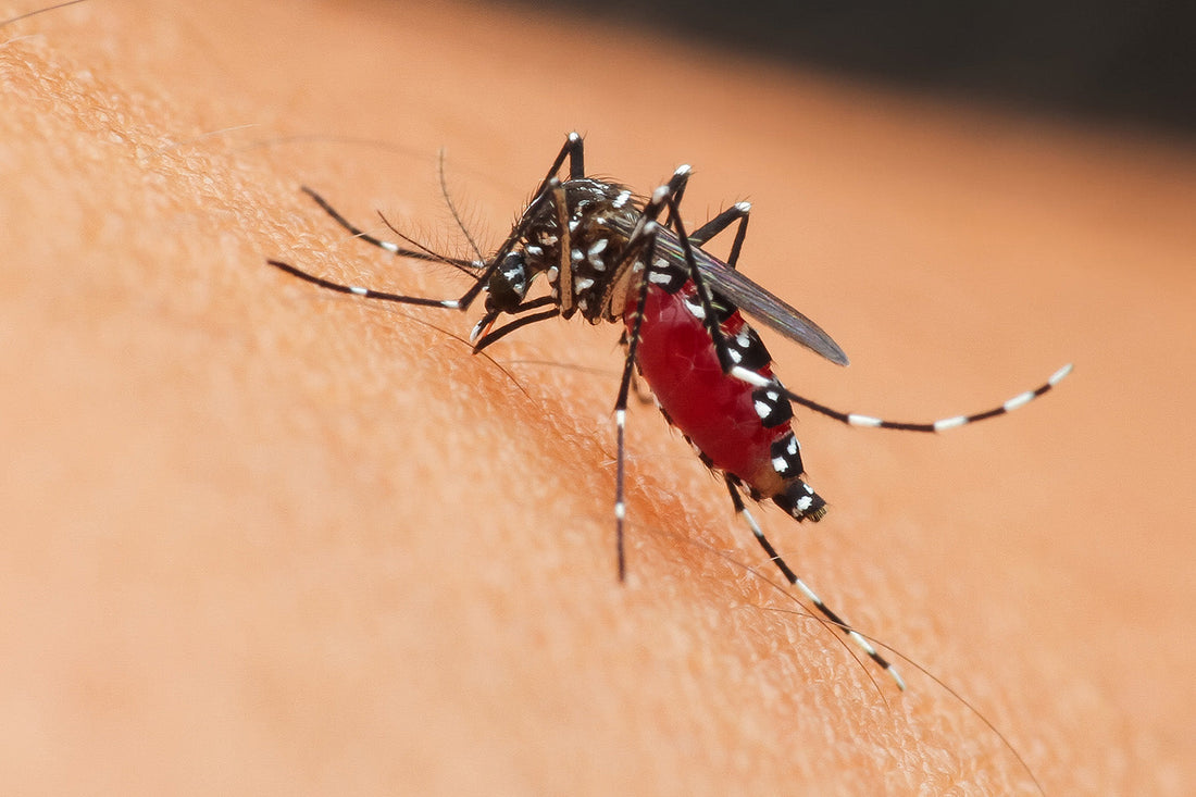 Mosquito engorged with blood on host