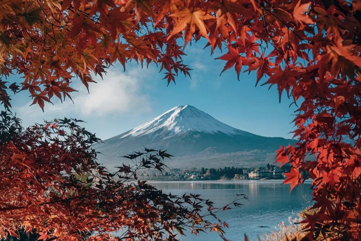 Mt Fuji during Sakura season