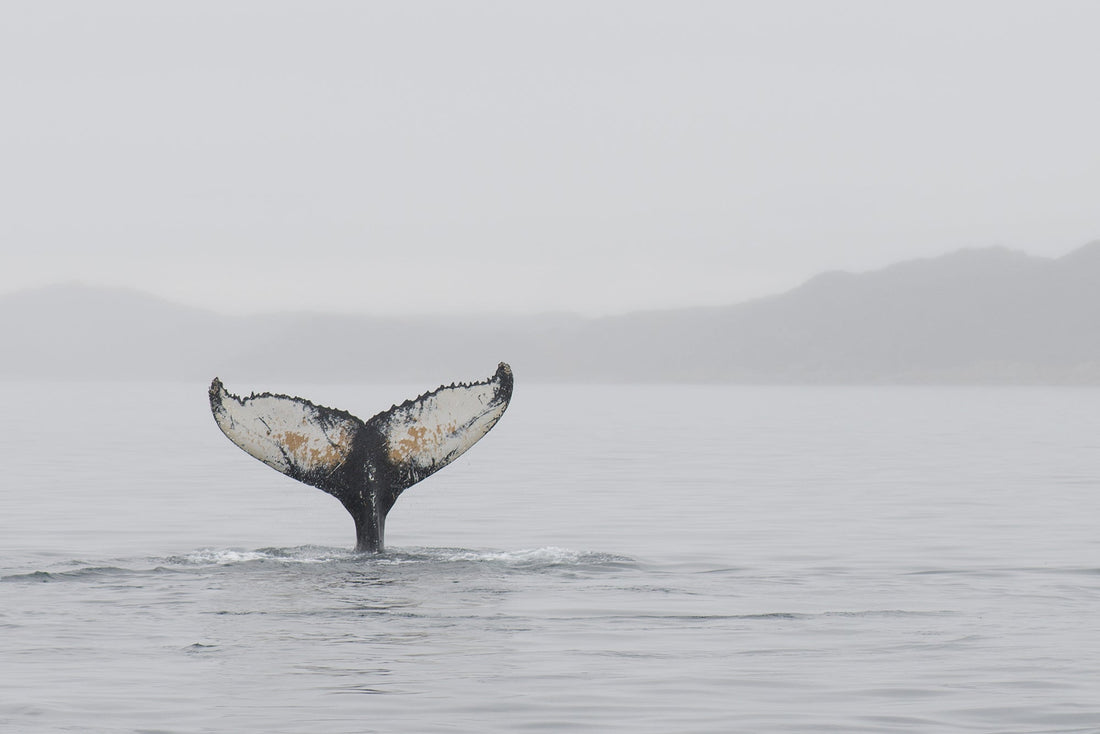 Whale tail identification