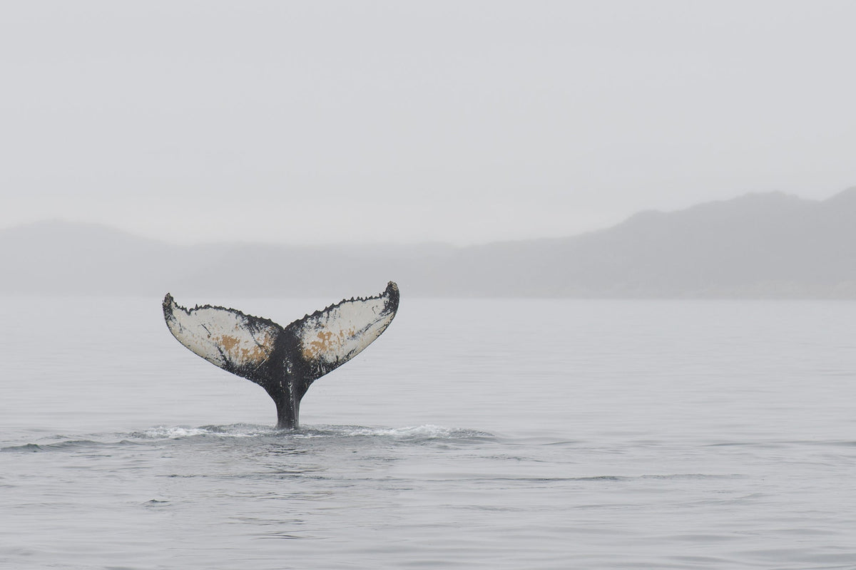 Whale tail identification