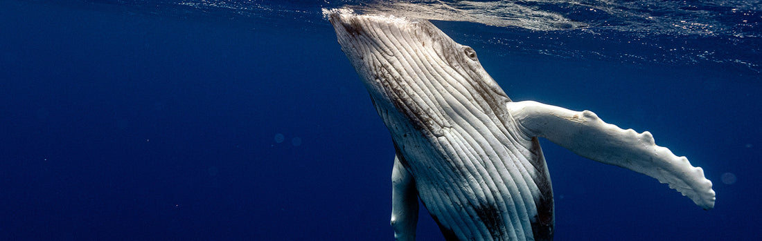 Swimming with humpback whale in Tonga