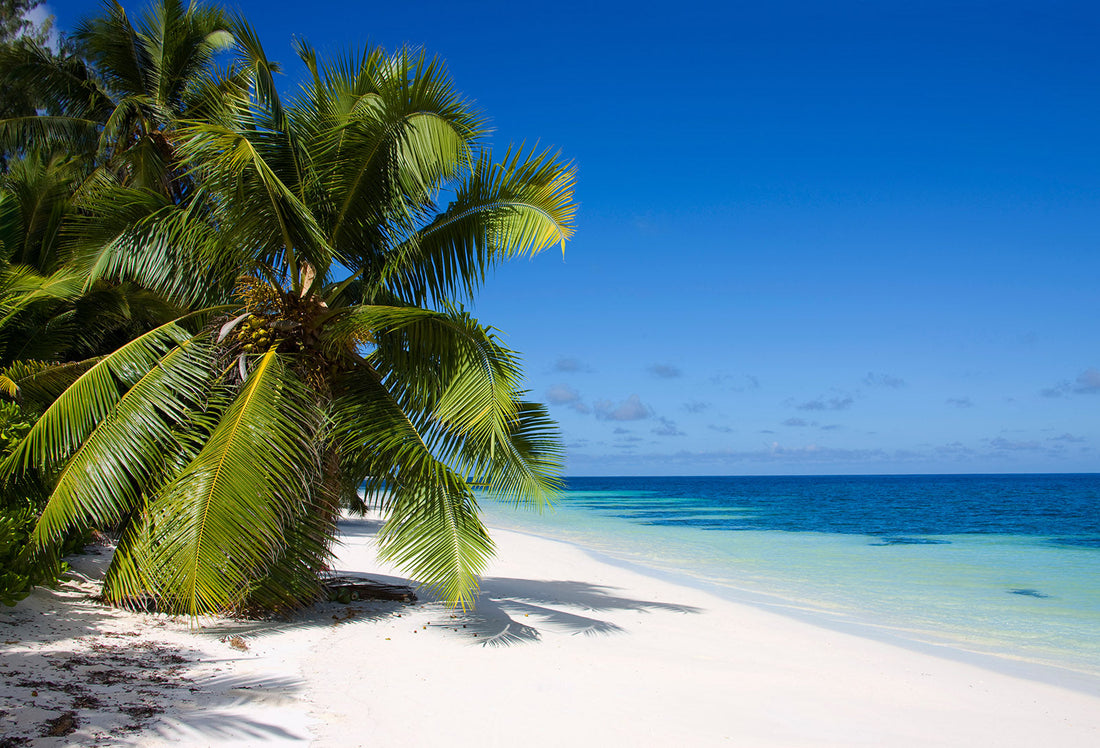 Palm tree and beach in Seychelles