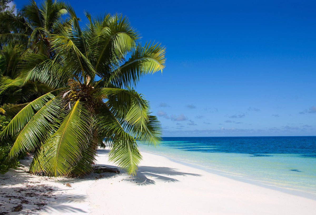 Palm tree and beach in Seychelles