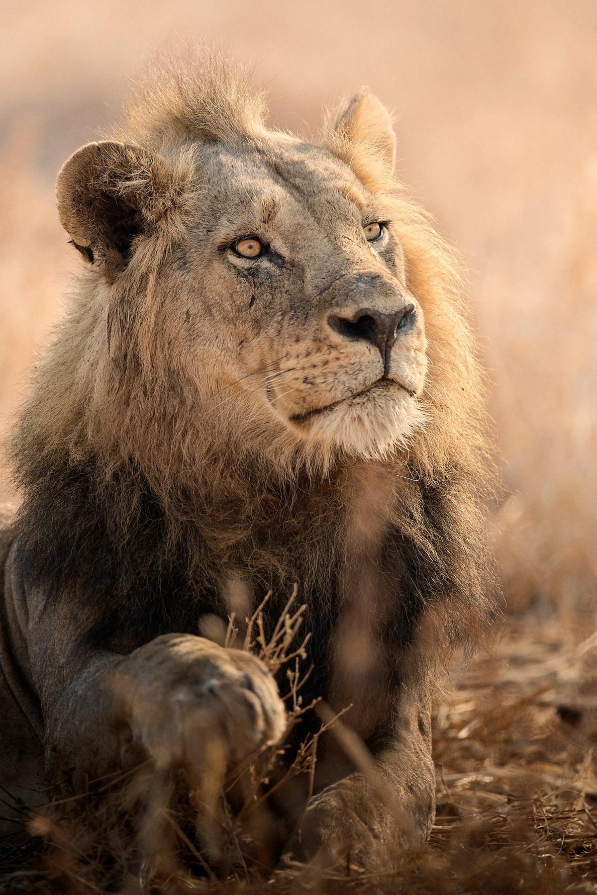 I PREDATORI DEL SOUTH LUANGWA