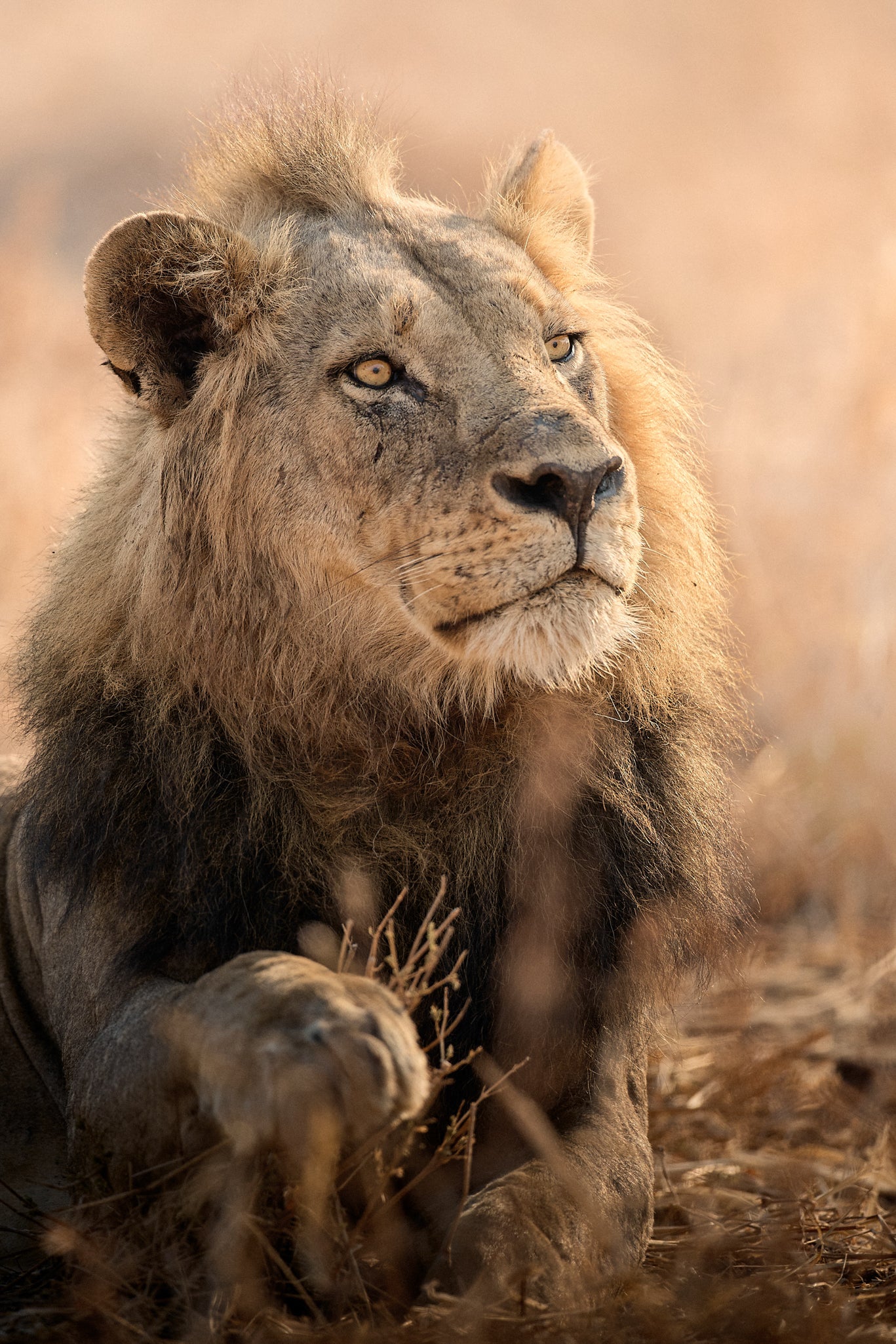 I PREDATORI DEL SOUTH LUANGWA