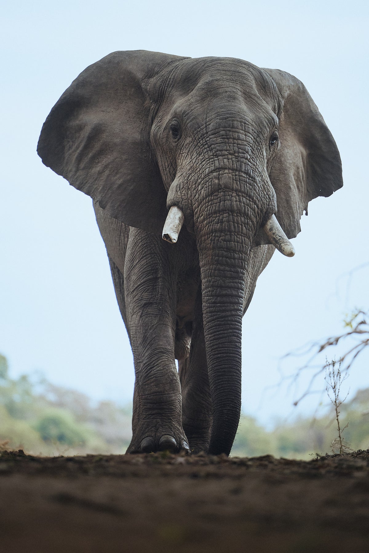 I PREDATORI DEL SOUTH LUANGWA