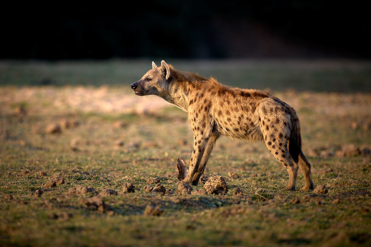 I PREDATORI DEL SOUTH LUANGWA