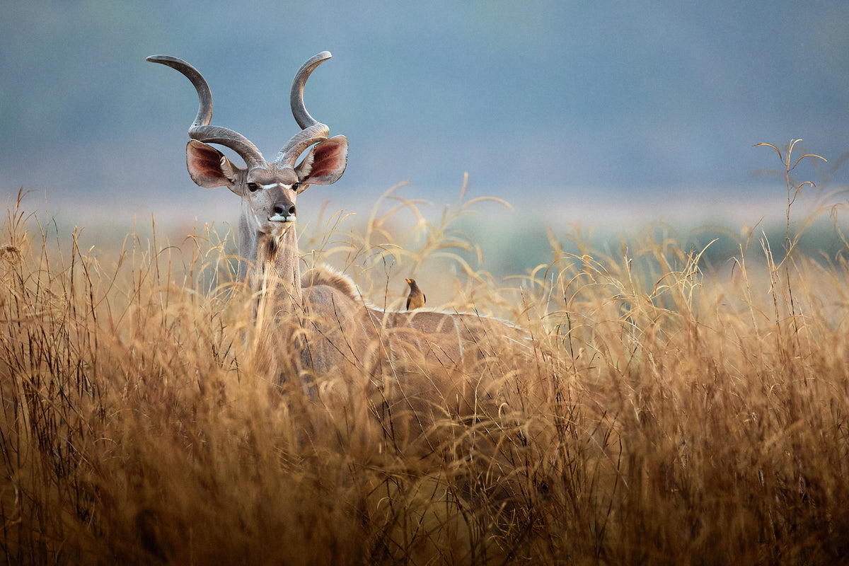I PREDATORI DEL SOUTH LUANGWA