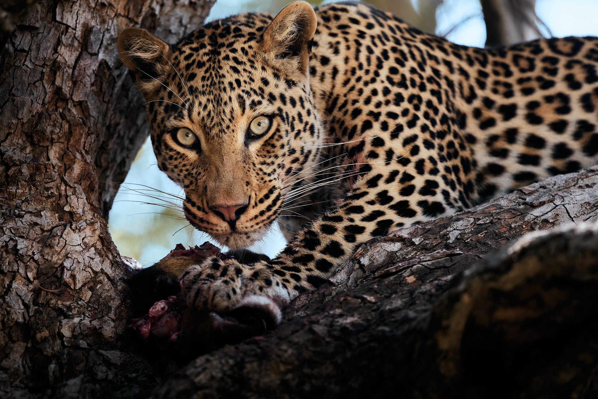 I PREDATORI DEL SOUTH LUANGWA