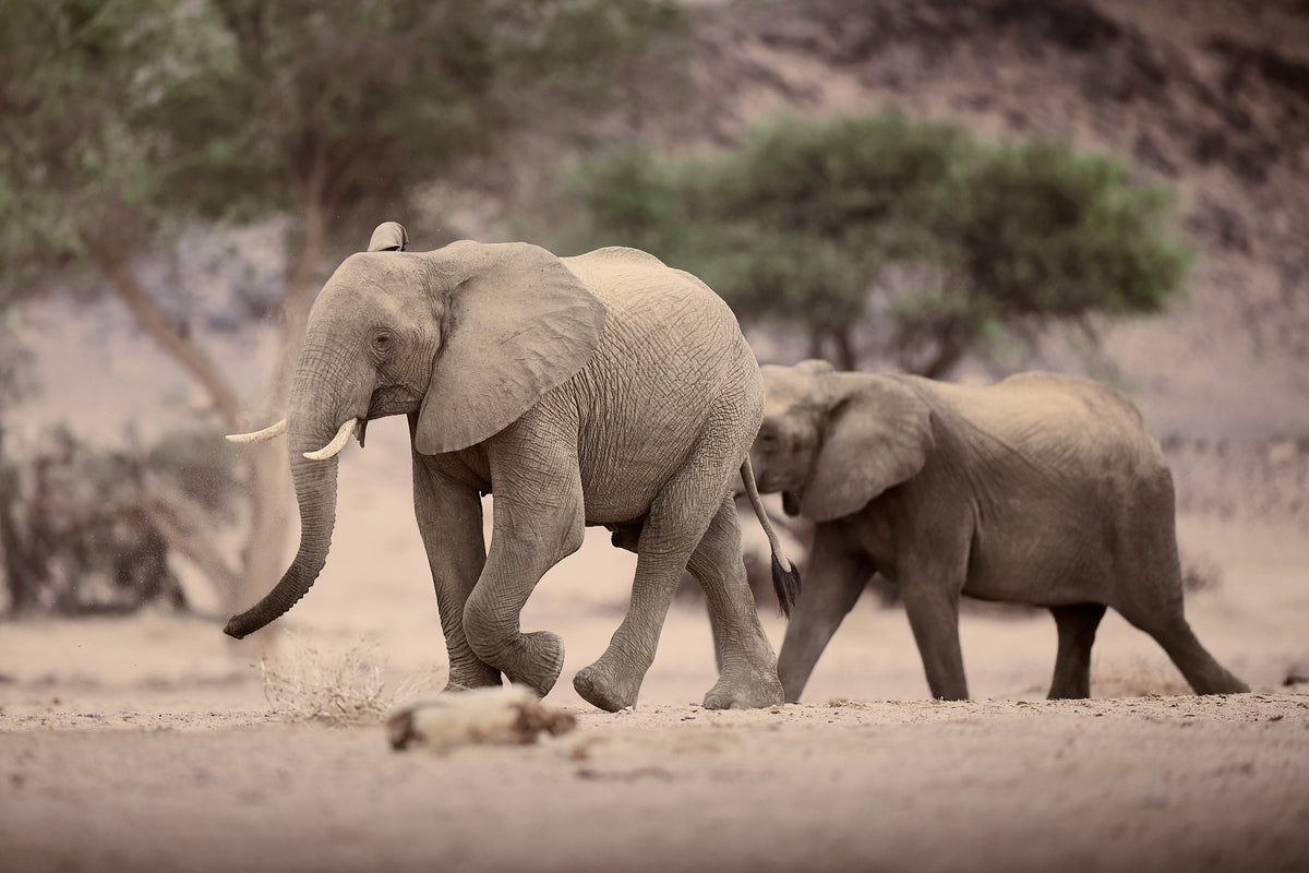 WILD NAMIBIA: IL WORKSHOP FOTOGRAFICO