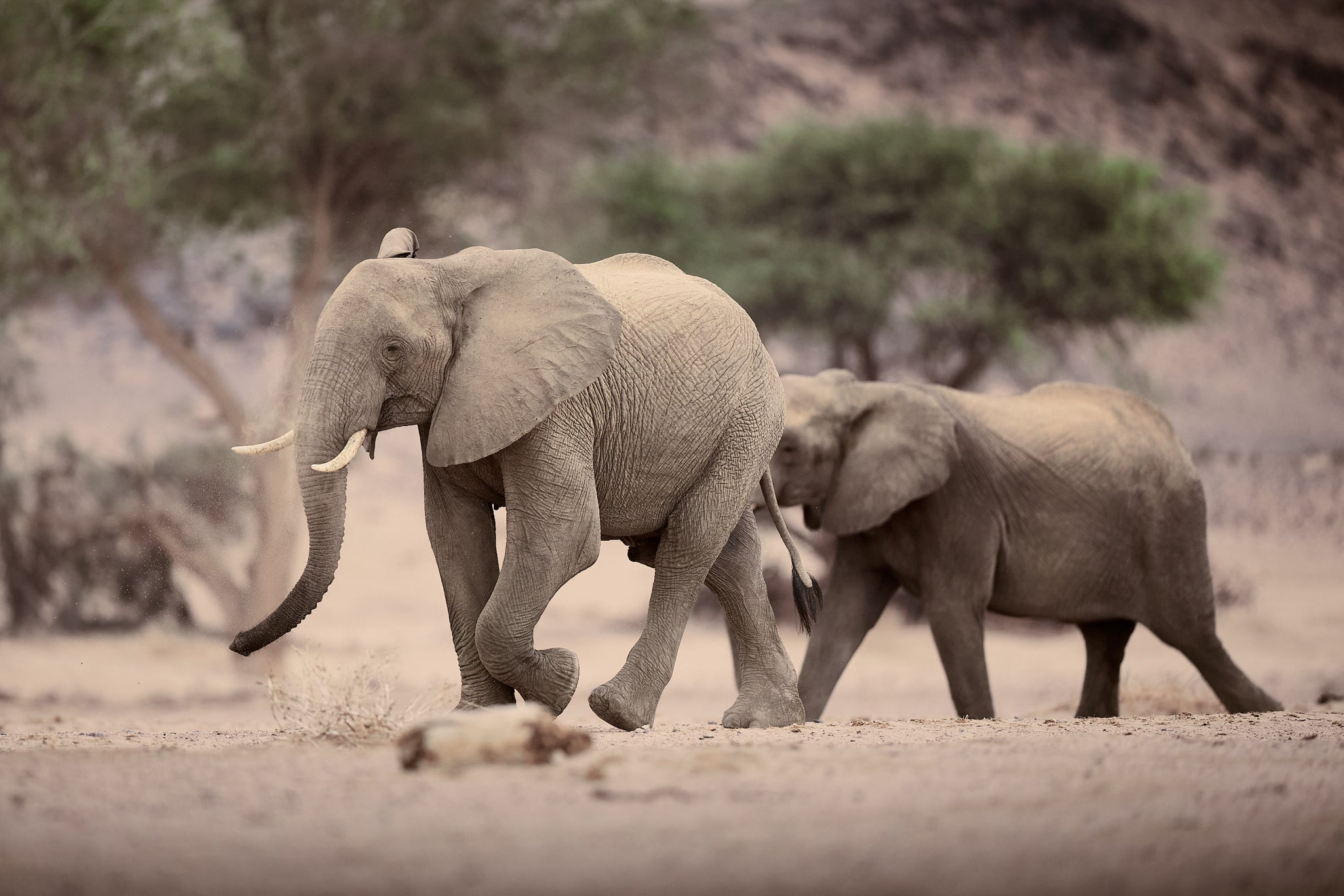 WILD NAMIBIA: IL WORKSHOP FOTOGRAFICO