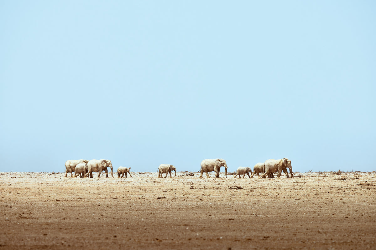 WILD NAMIBIA: IL WORKSHOP FOTOGRAFICO