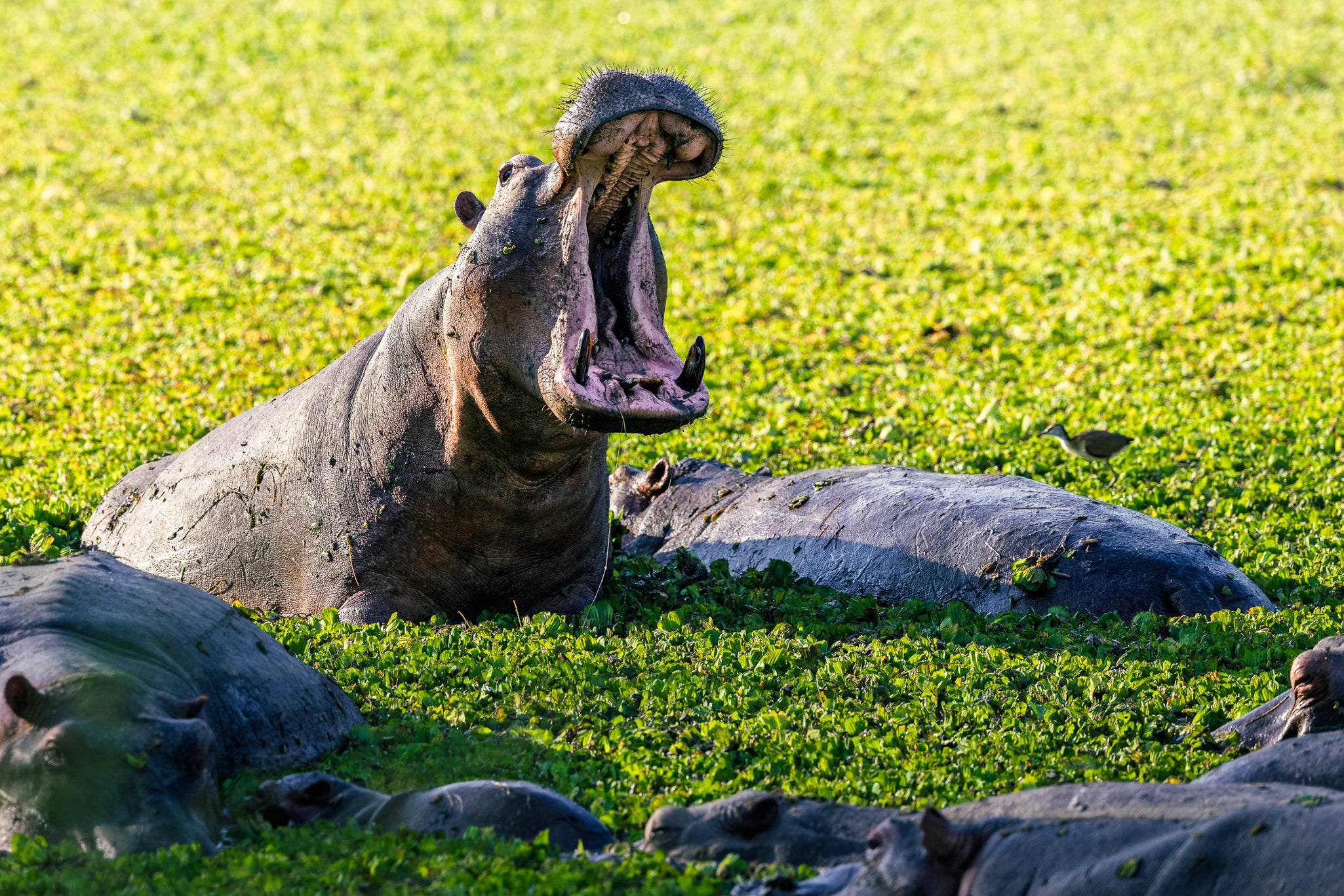 I PREDATORI DEL SOUTH LUANGWA