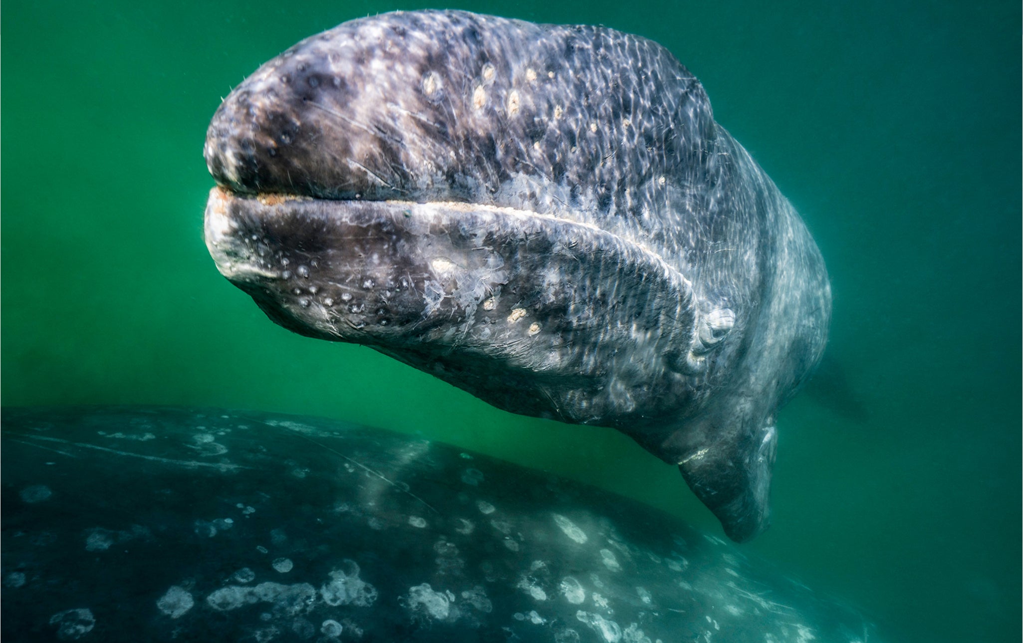 MESSICO: SPEDIZIONE CON LE BALENE GRIGIE