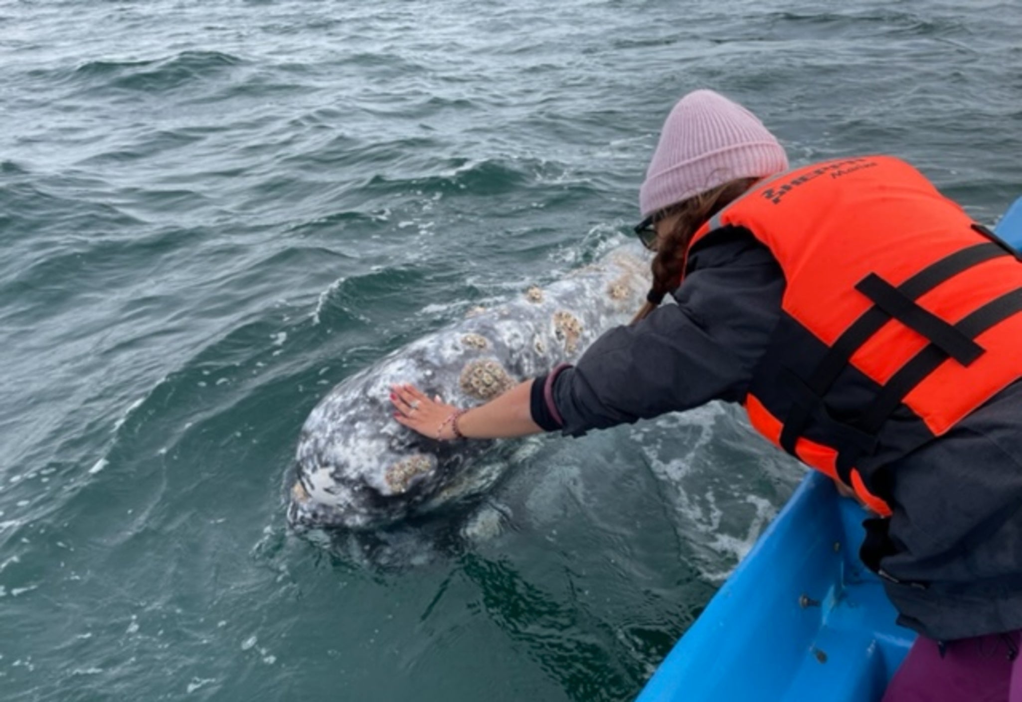 MESSICO: SPEDIZIONE CON LE BALENE GRIGIE