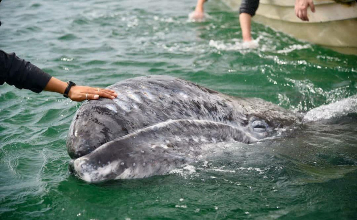 MESSICO: SPEDIZIONE CON LE BALENE GRIGIE