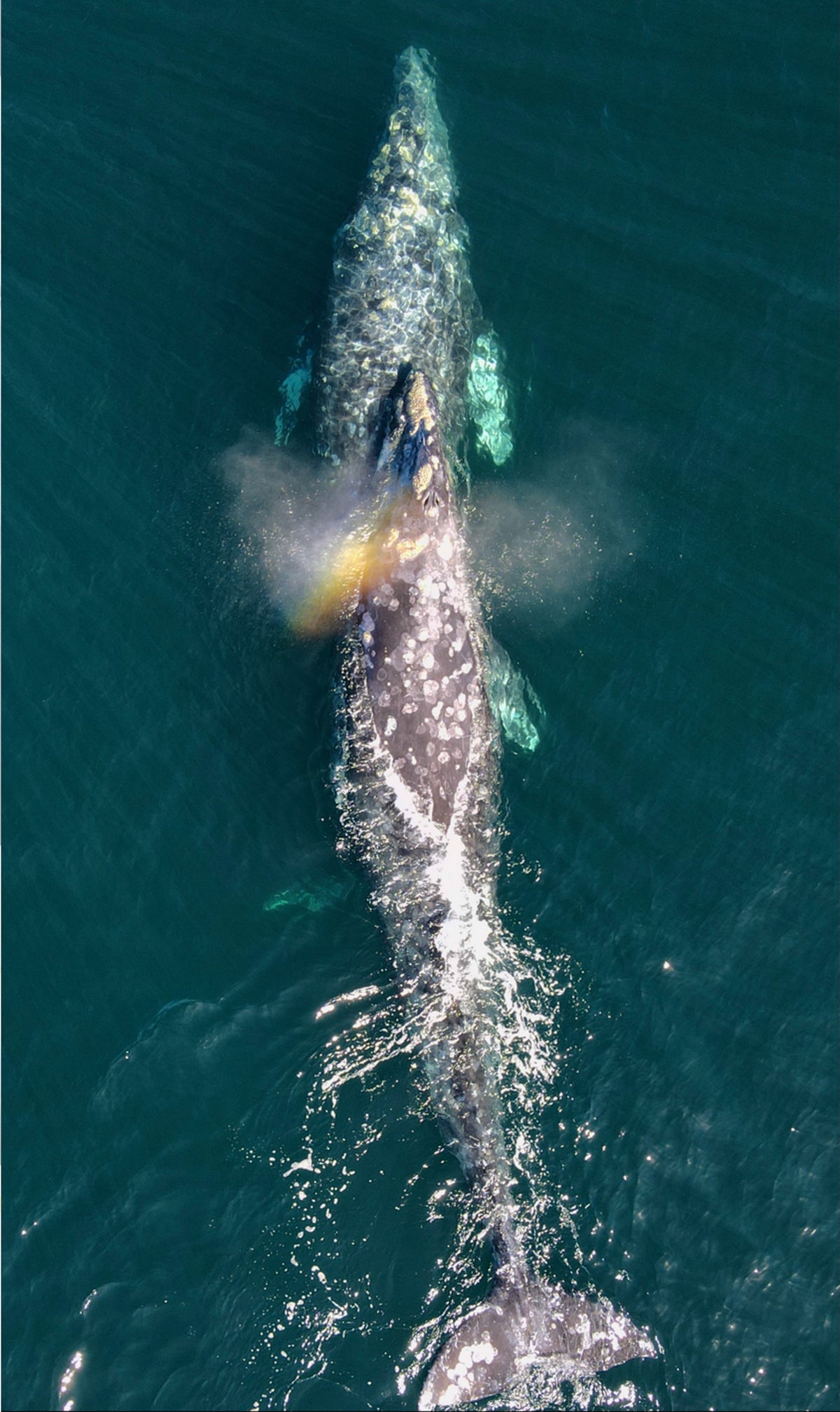 MESSICO: SPEDIZIONE CON LE BALENE GRIGIE