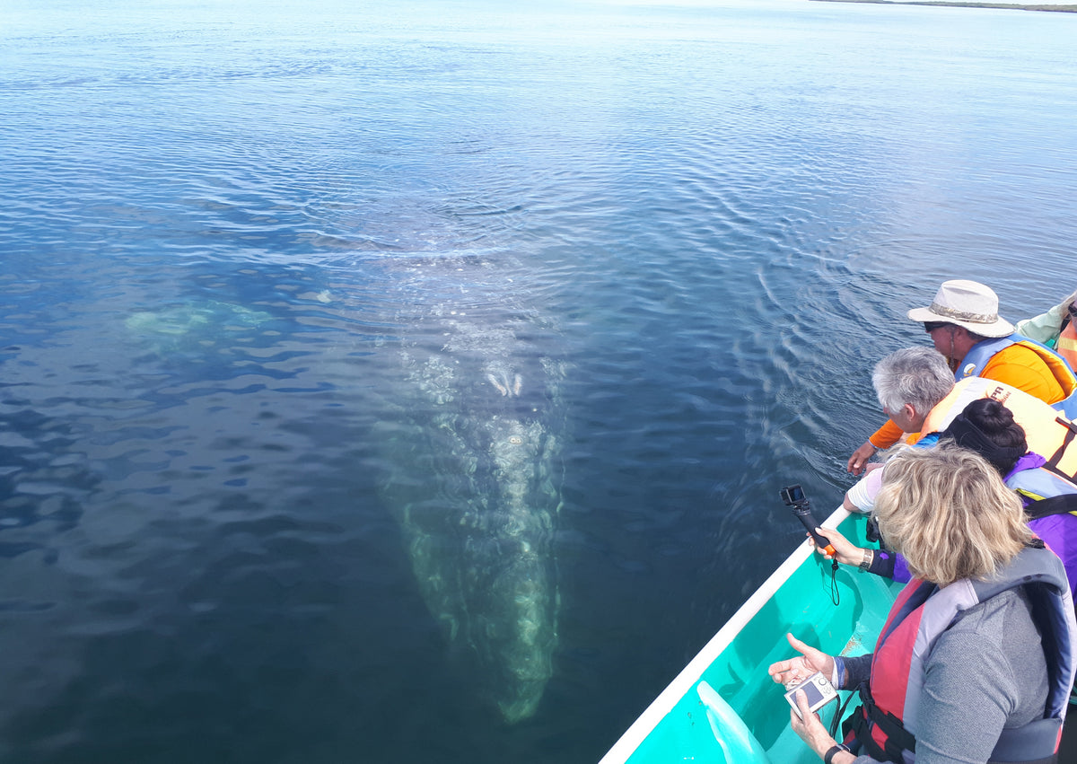 MESSICO: SPEDIZIONE CON LE BALENE GRIGIE