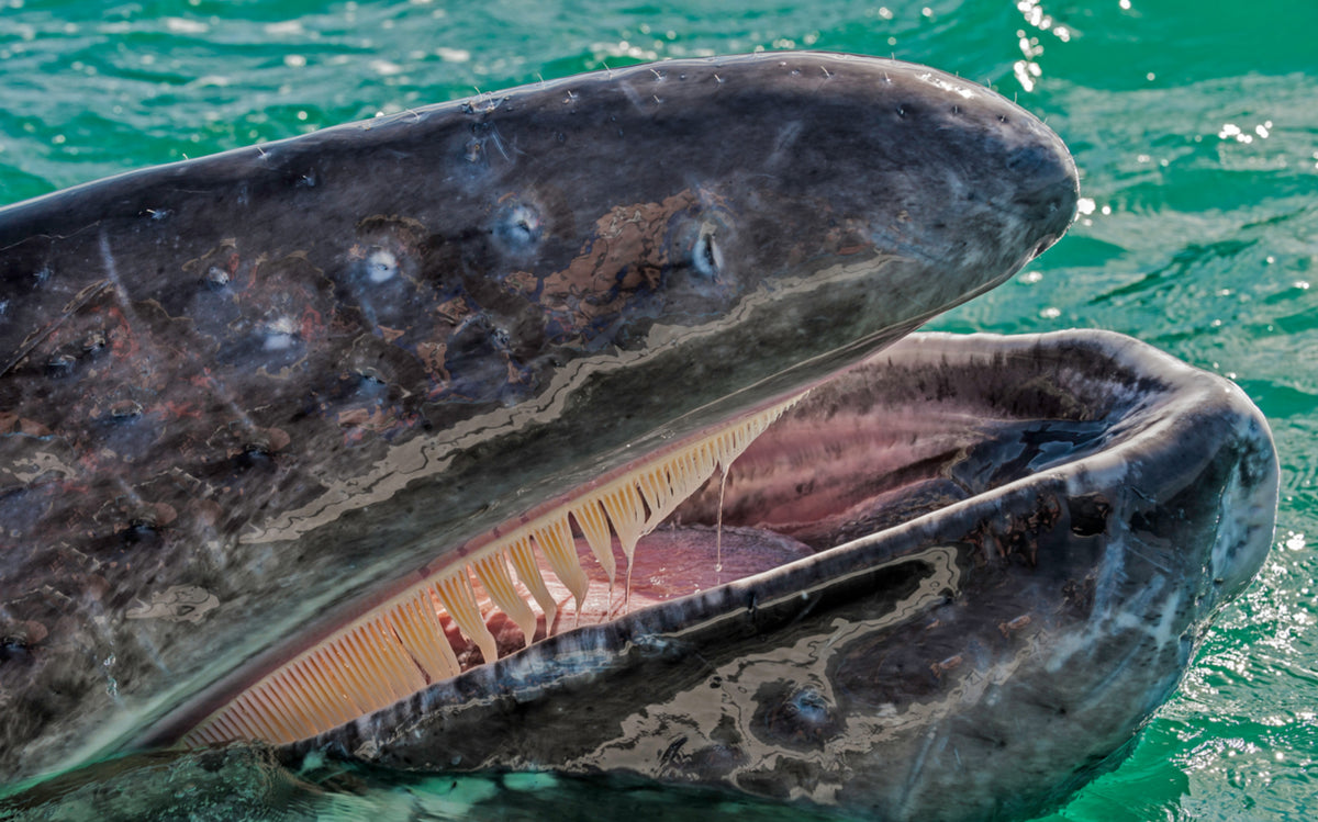 MESSICO: SPEDIZIONE CON LE BALENE GRIGIE