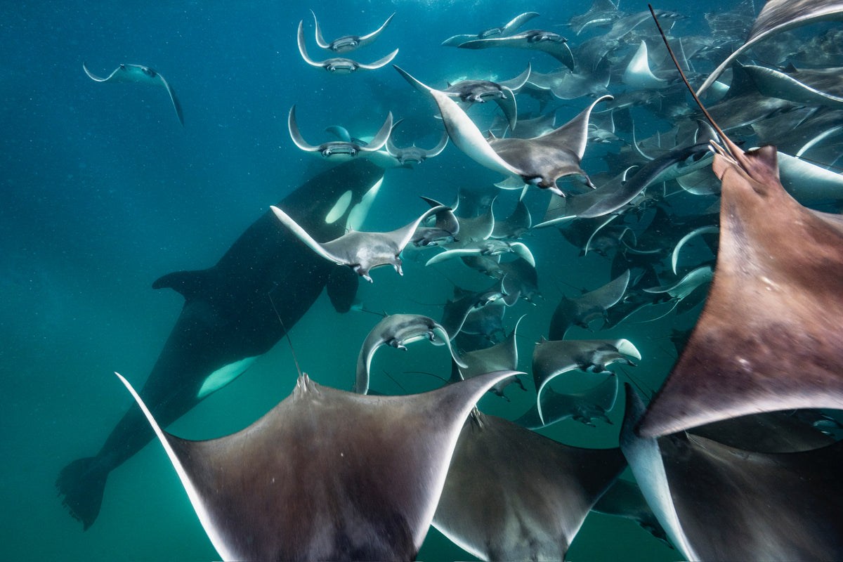 MESSICO: ORCHE E MIGRAZIONE DELLE MOBULA RAY