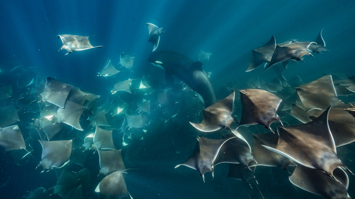 MESSICO: ORCHE E MIGRAZIONE DELLE MOBULA RAY