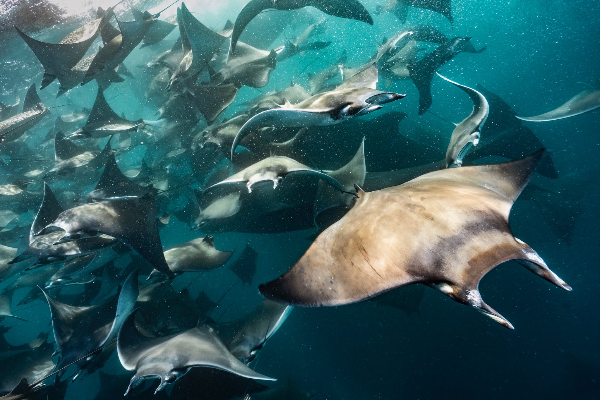 MESSICO: ORCHE E MIGRAZIONE DELLE MOBULA RAY