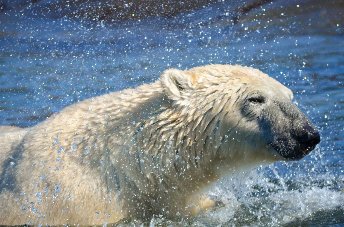BEARLUGA SUMMER EXPEDITION