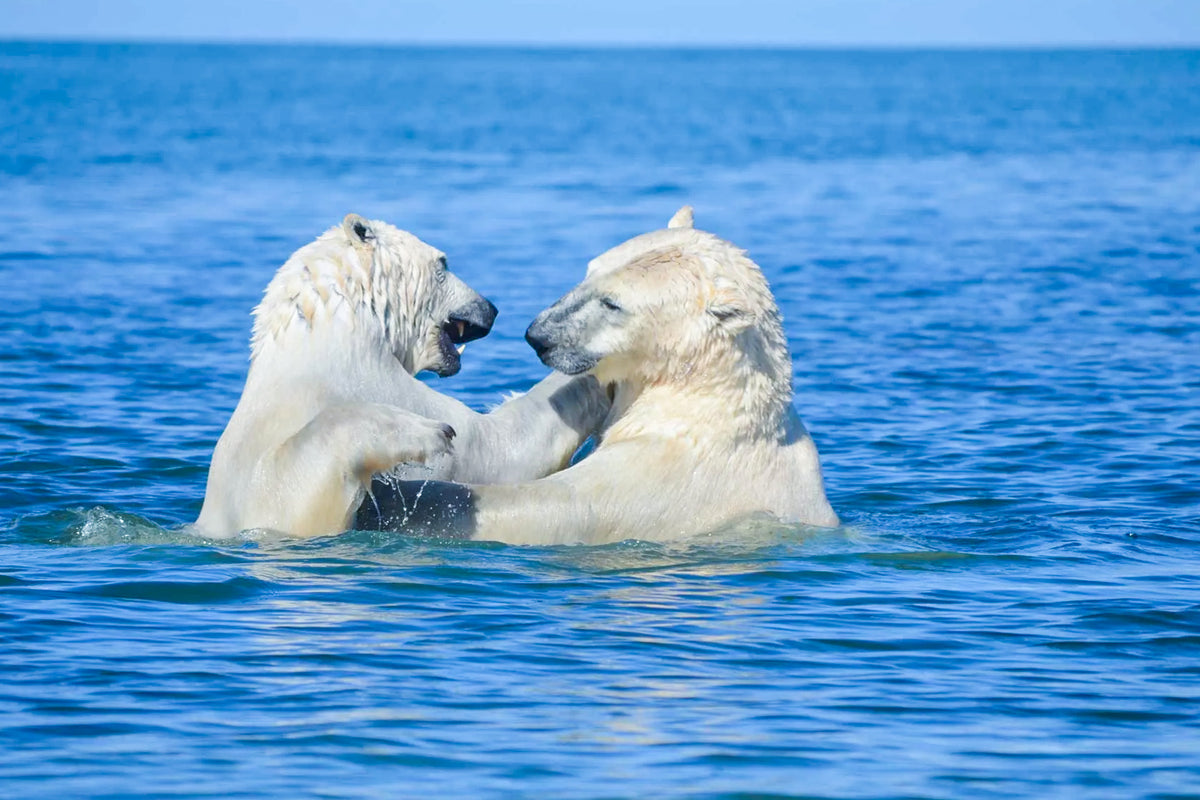 BEARLUGA SUMMER EXPEDITION