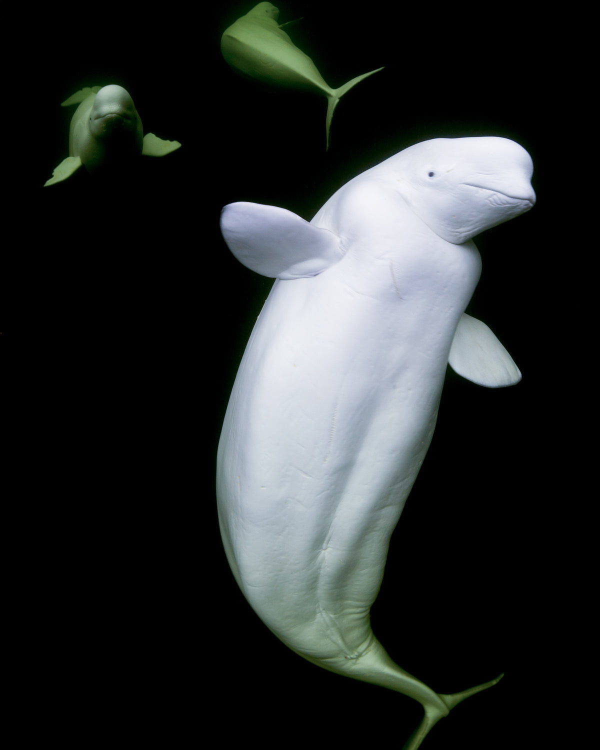 BEARLUGA SUMMER EXPEDITION