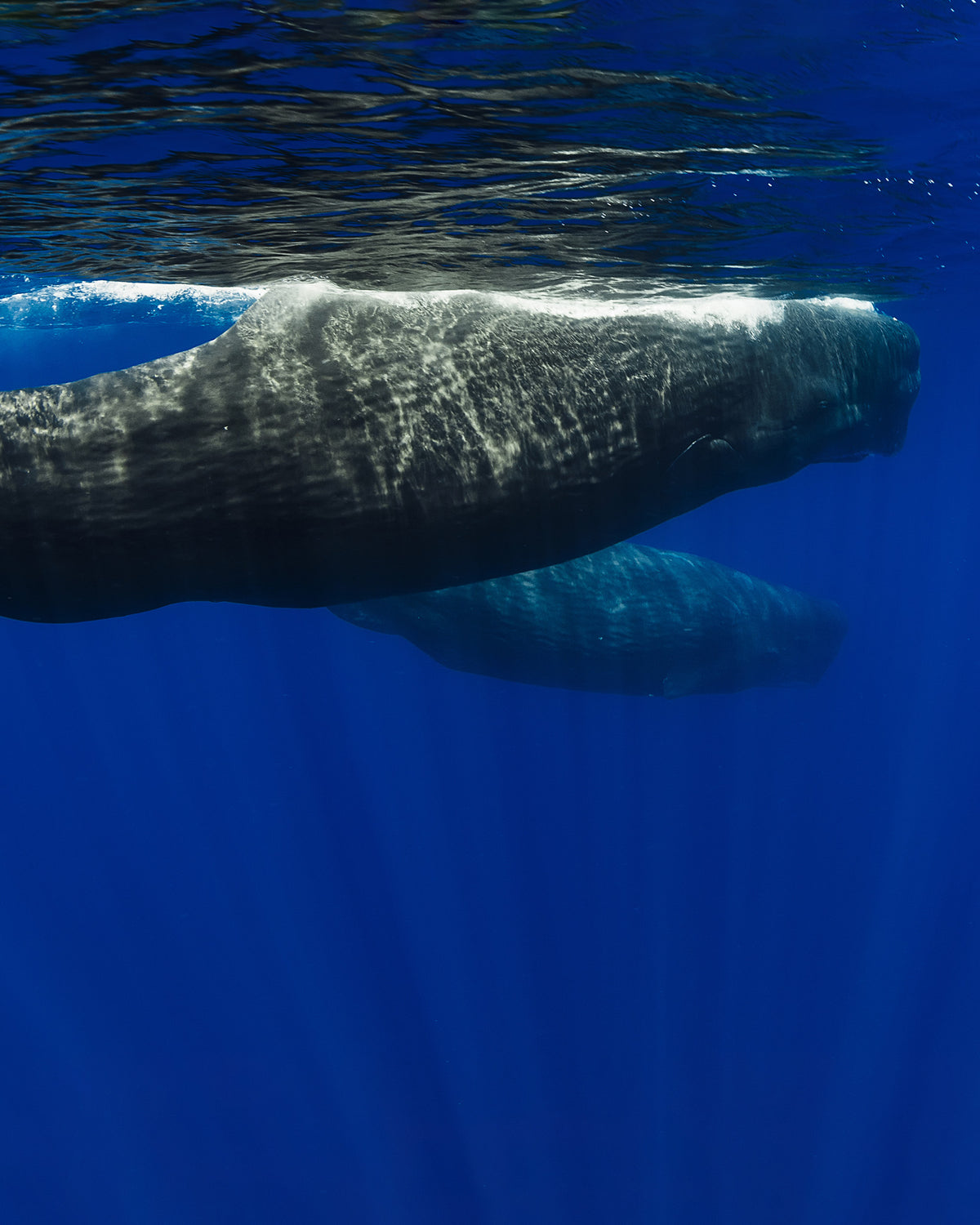 NUOTA CON I CAPODOGLI IN SRI LANKA