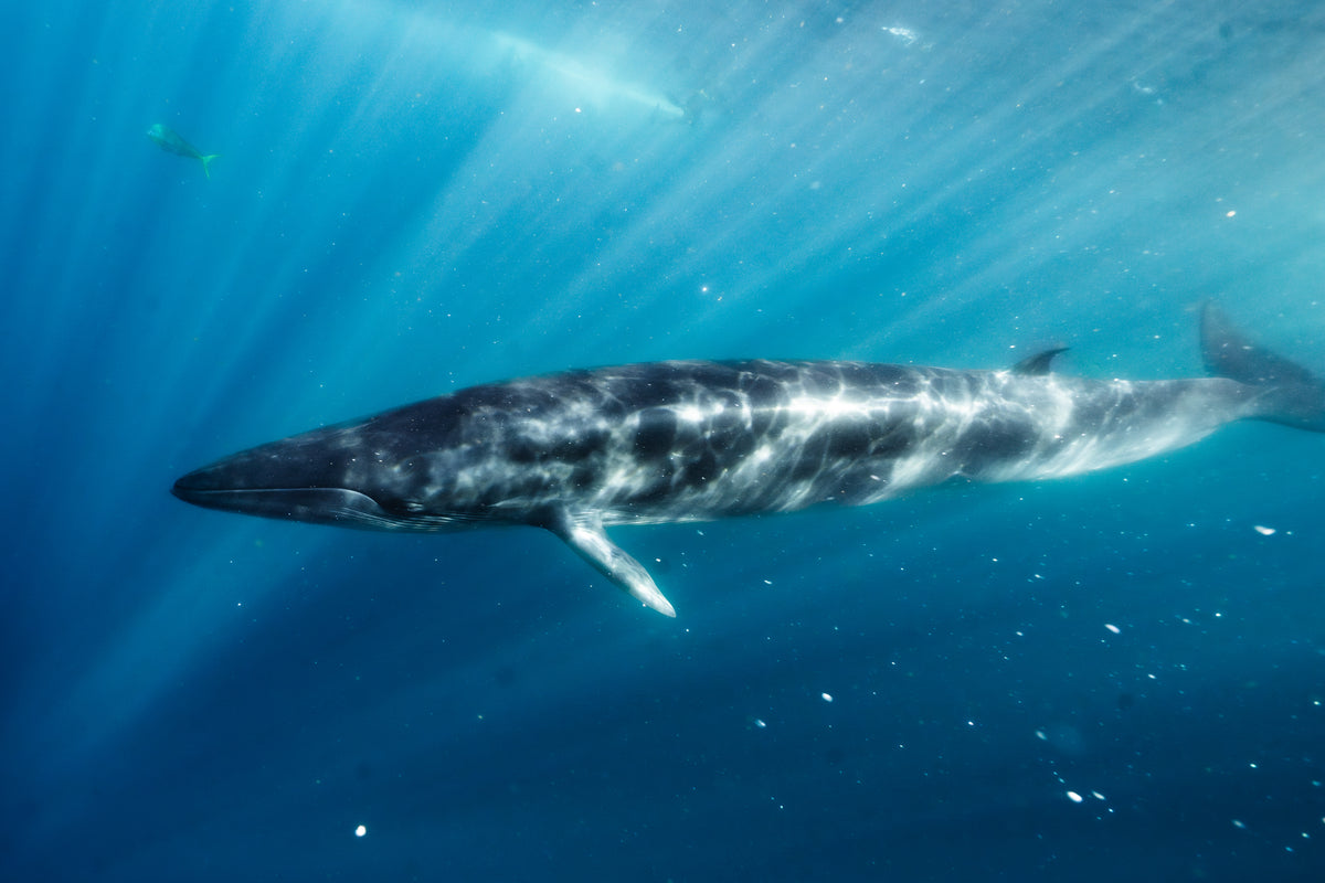 NUOTA CON I CAPODOGLI IN SRI LANKA