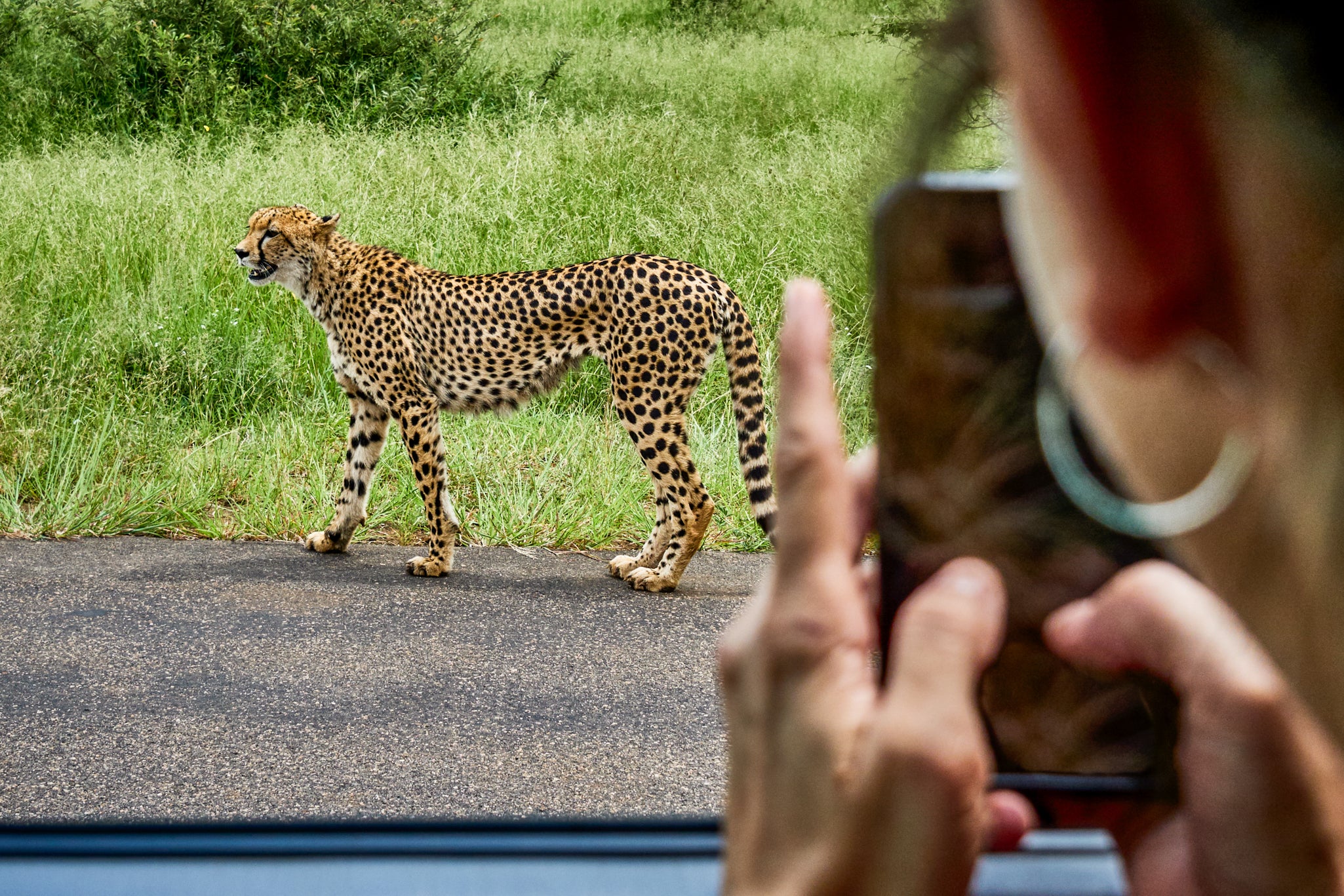 I GIGANTI DEL MARE E I BIG FIVE
