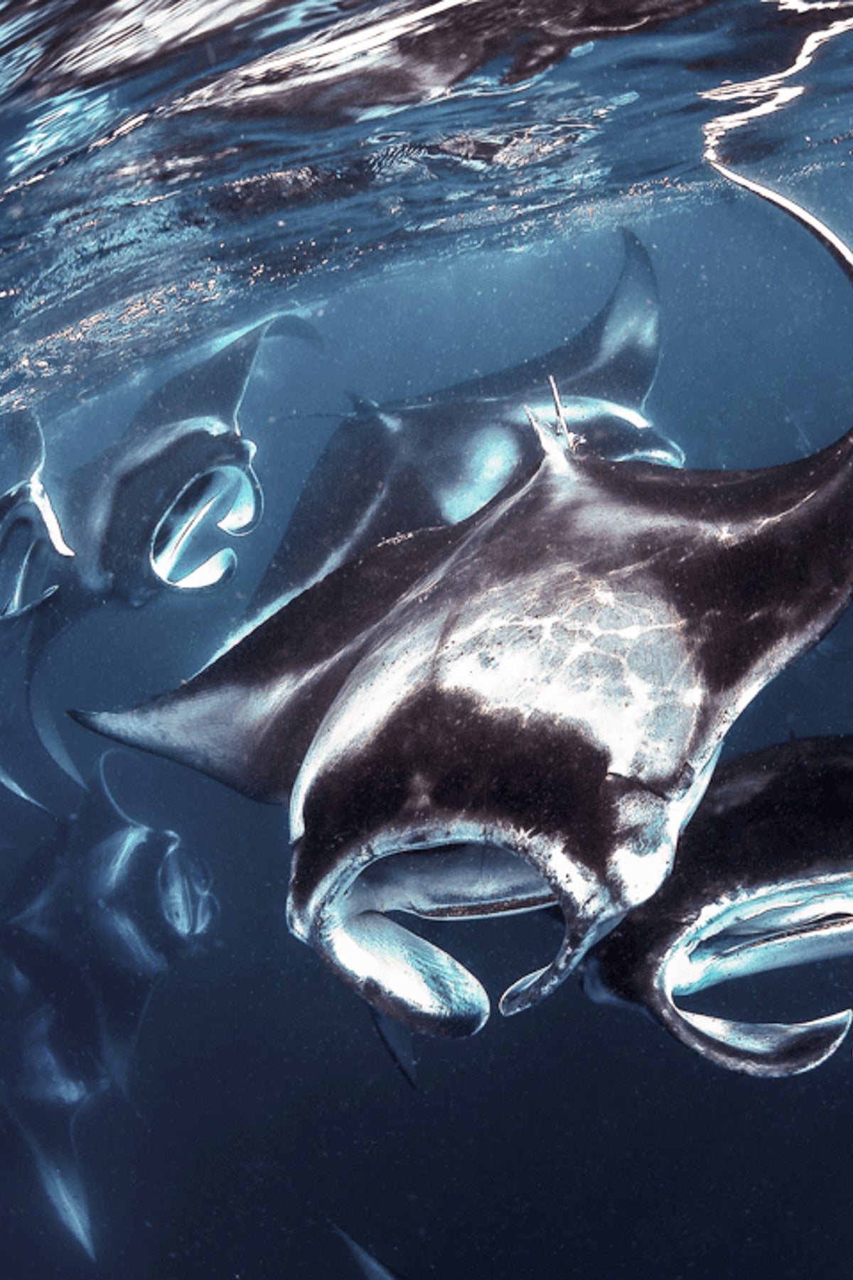 MANTA WHIRLPOOL ALLE MALDIVE