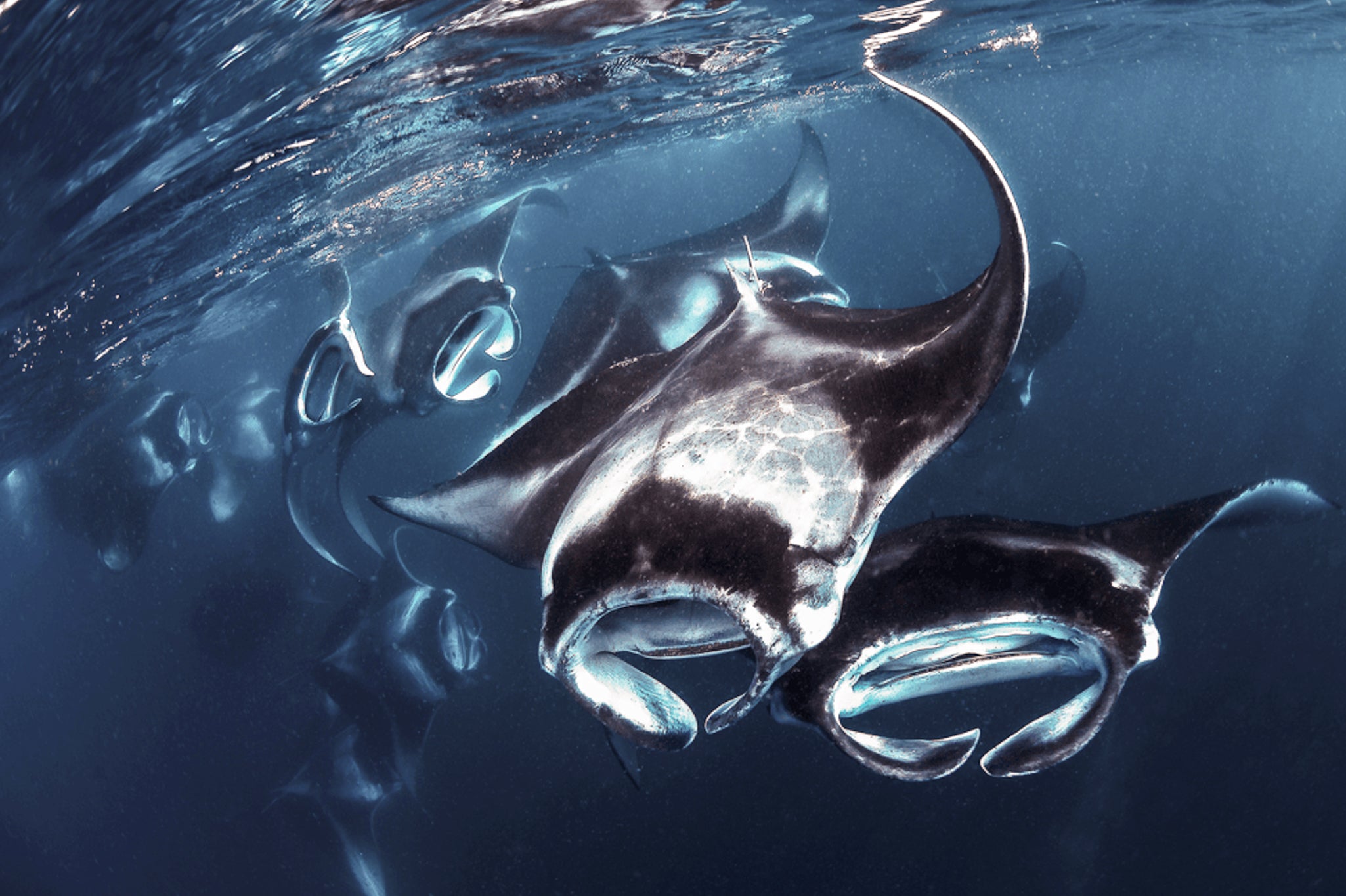 MANTA WHIRLPOOL ALLE MALDIVE