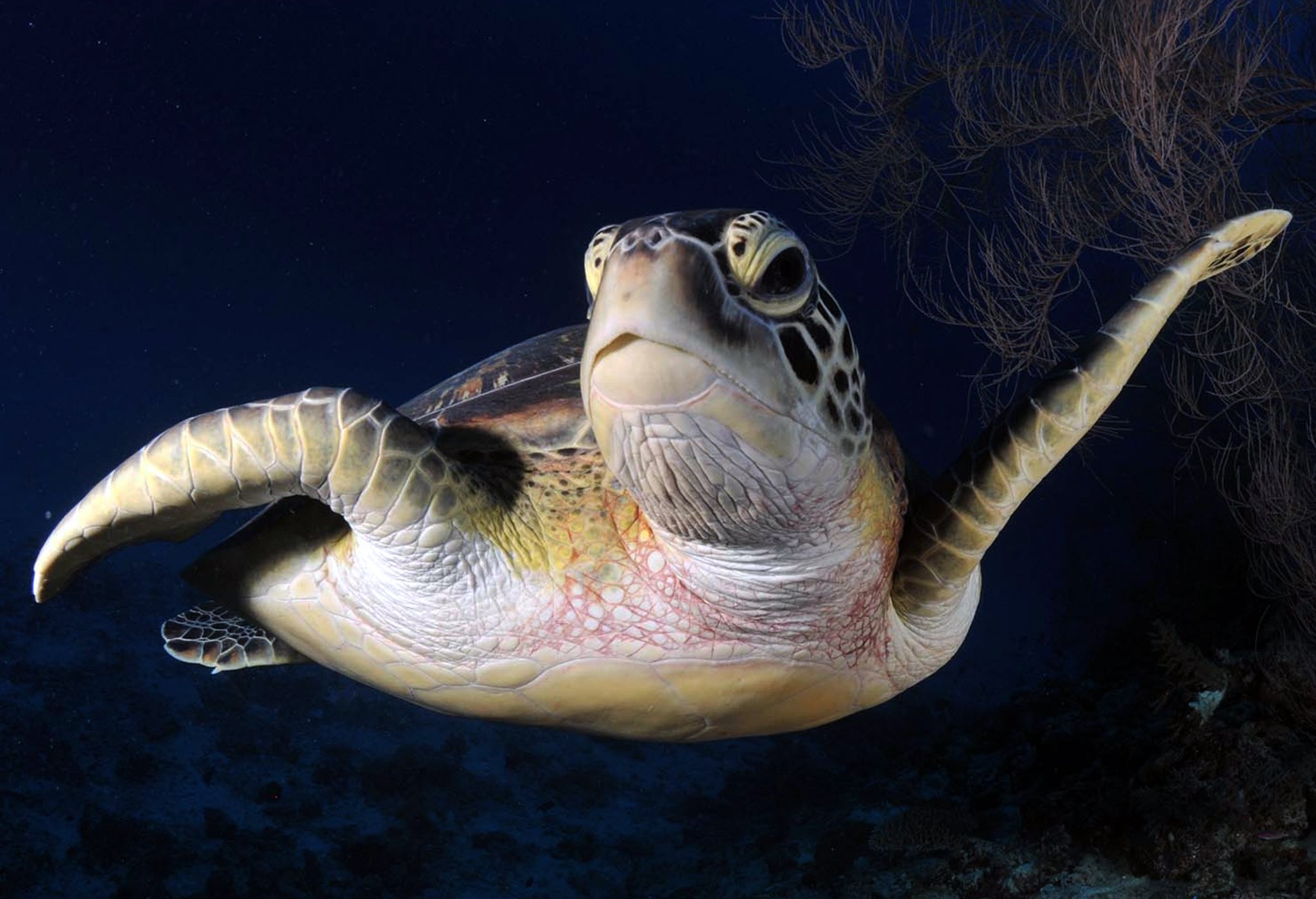 MANTA WHIRLPOOL ALLE MALDIVE