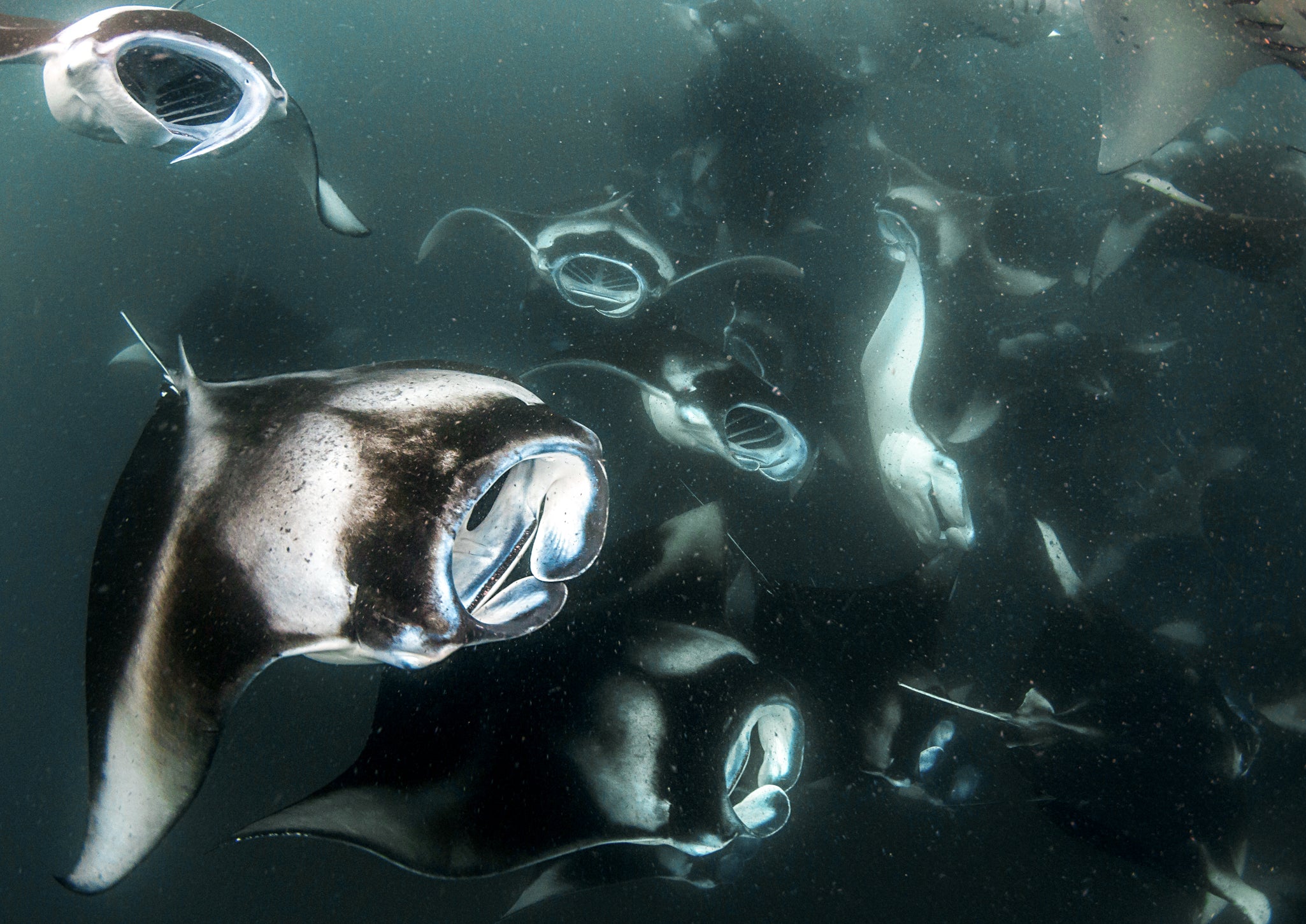 MANTA WHIRLPOOL ALLE MALDIVE