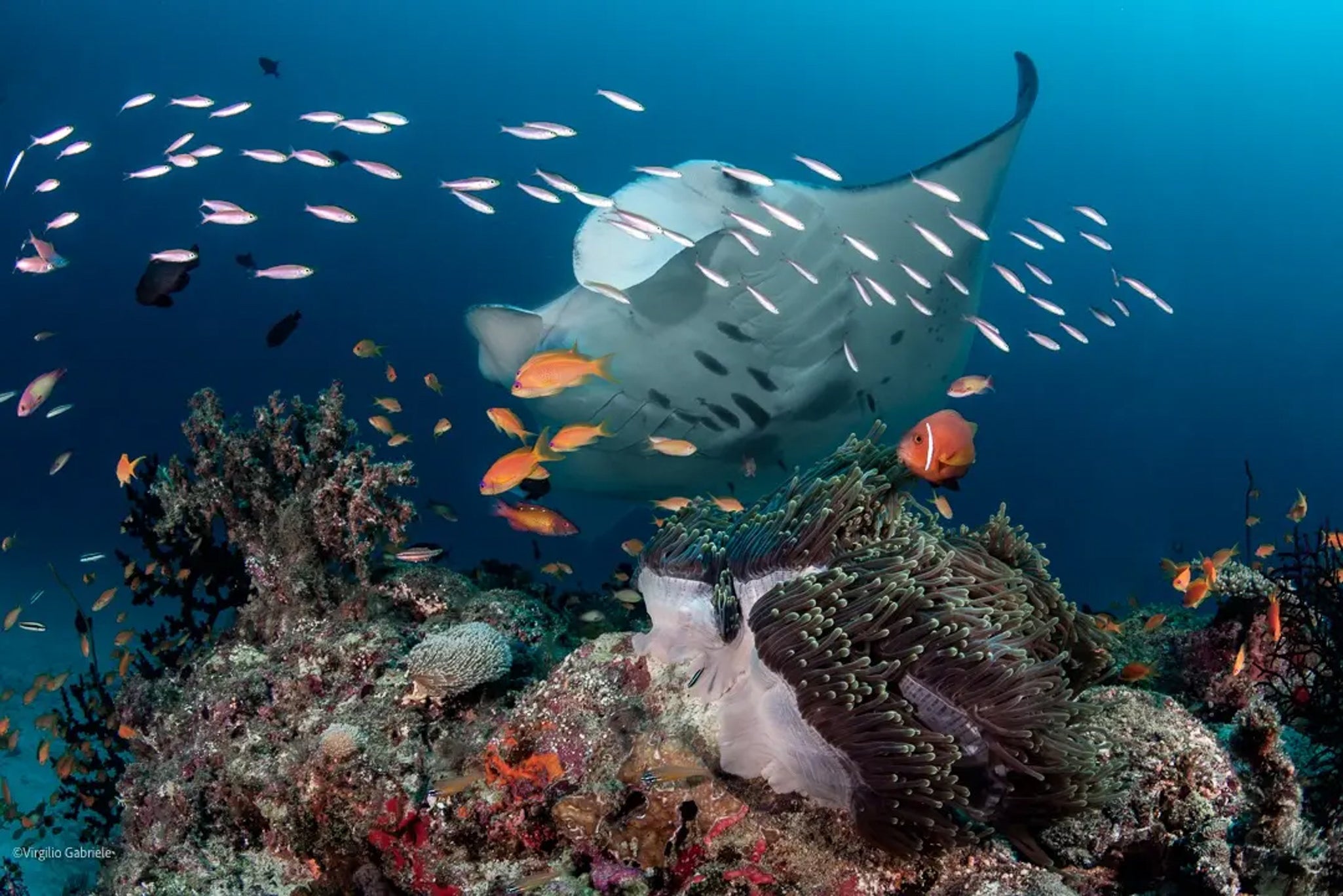 MANTA WHIRLPOOL ALLE MALDIVE