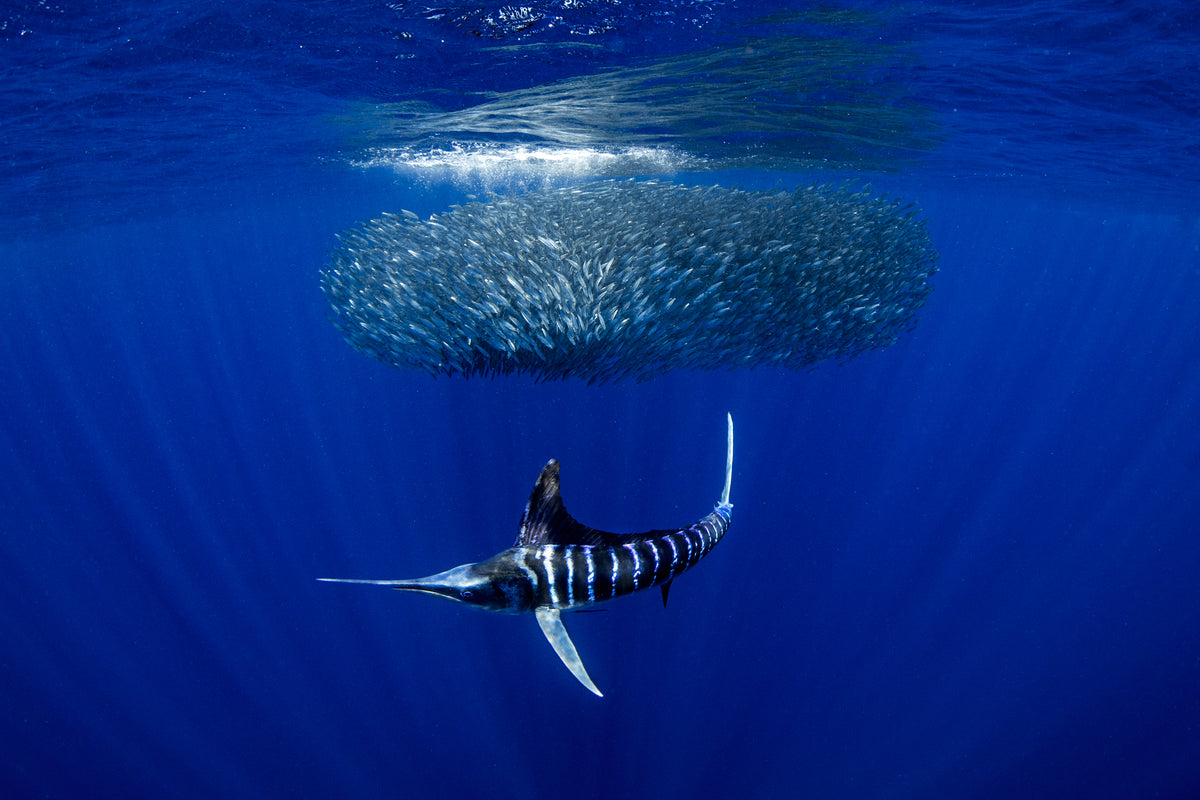MEXICAN SARDINE RUN