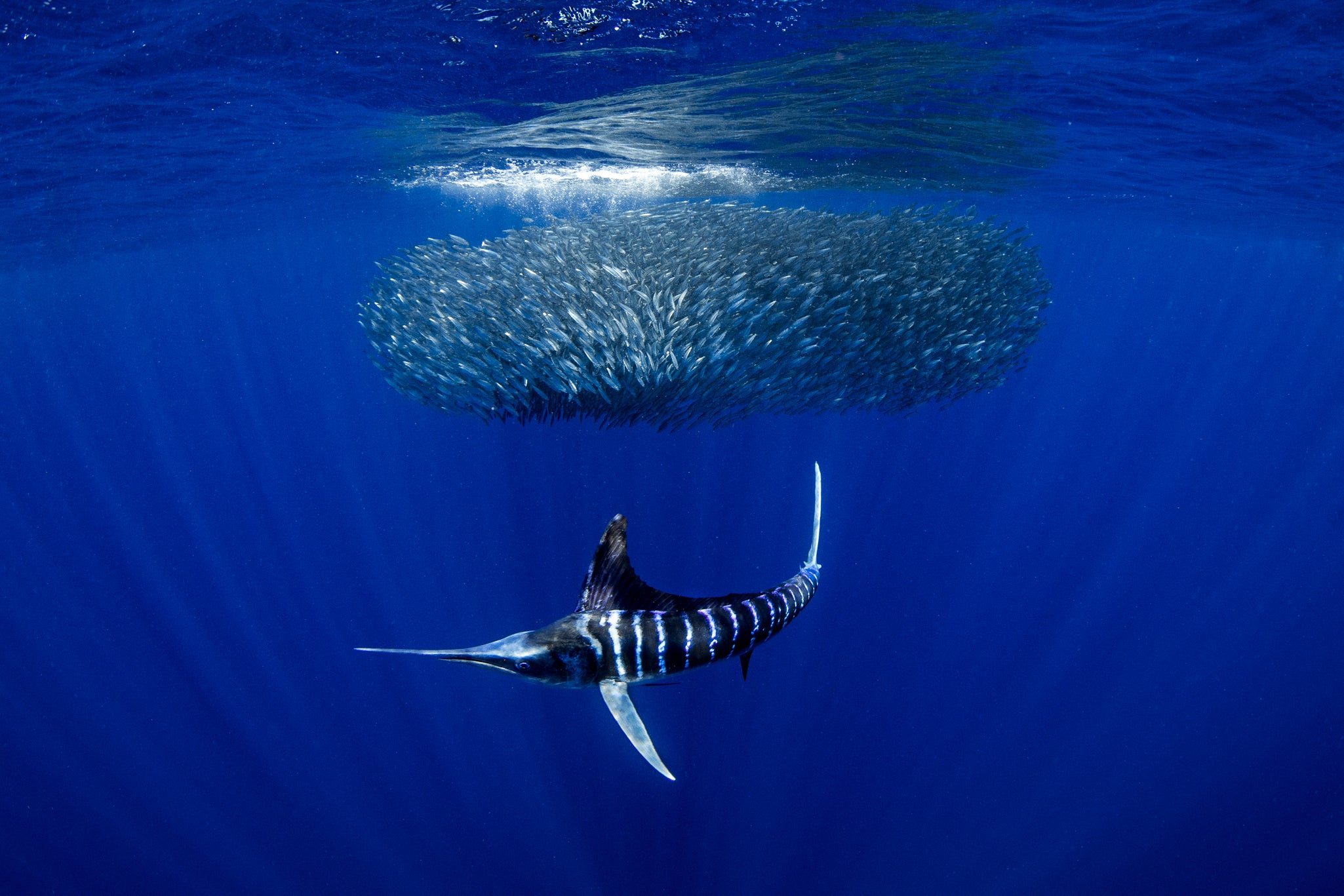 MEXICAN SARDINE RUN