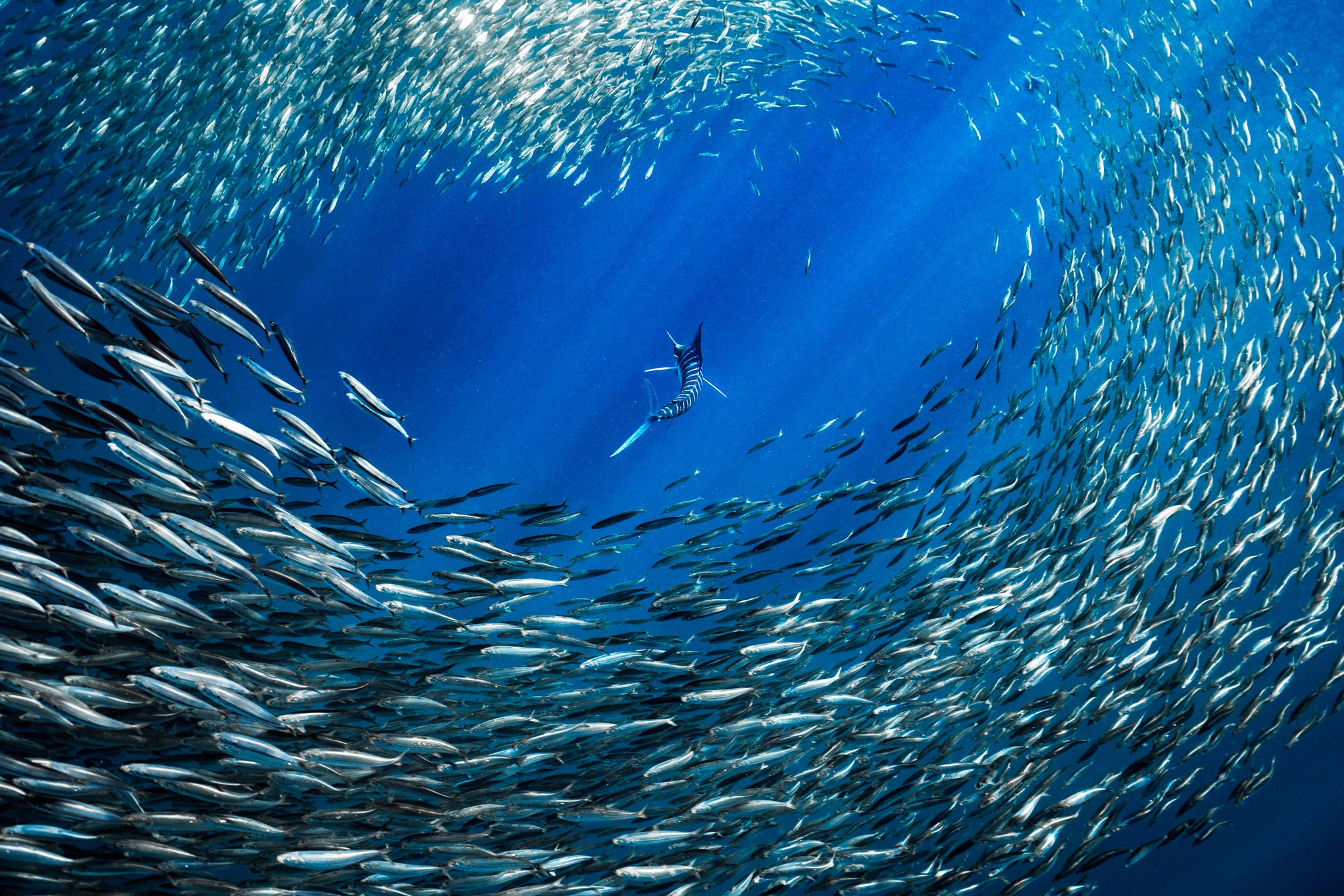 MEXICAN SARDINE RUN