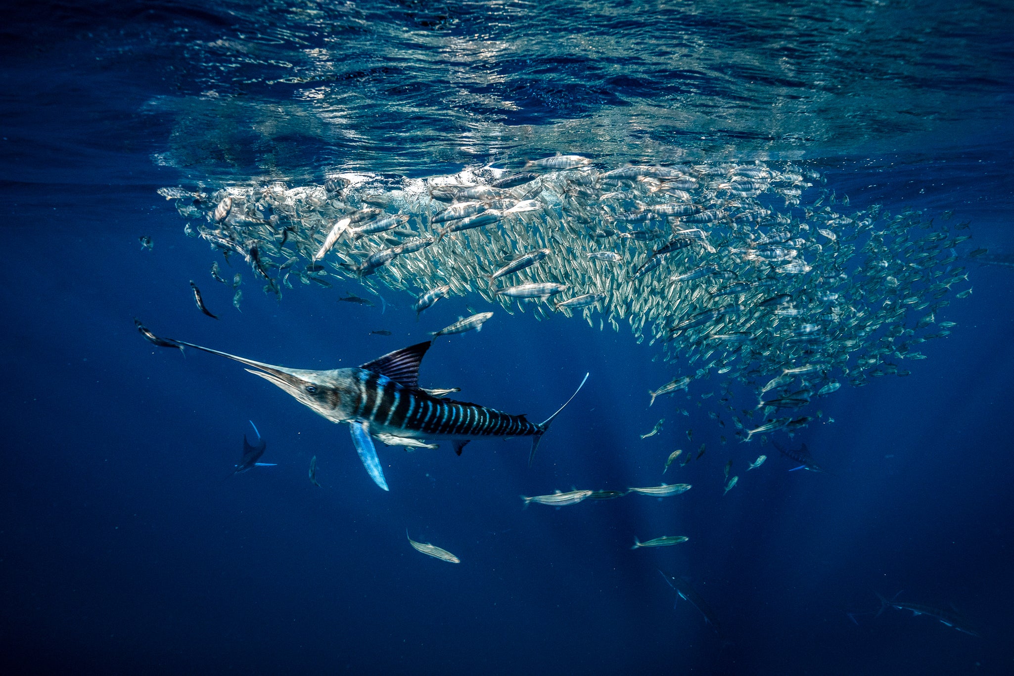 MEXICAN SARDINE RUN