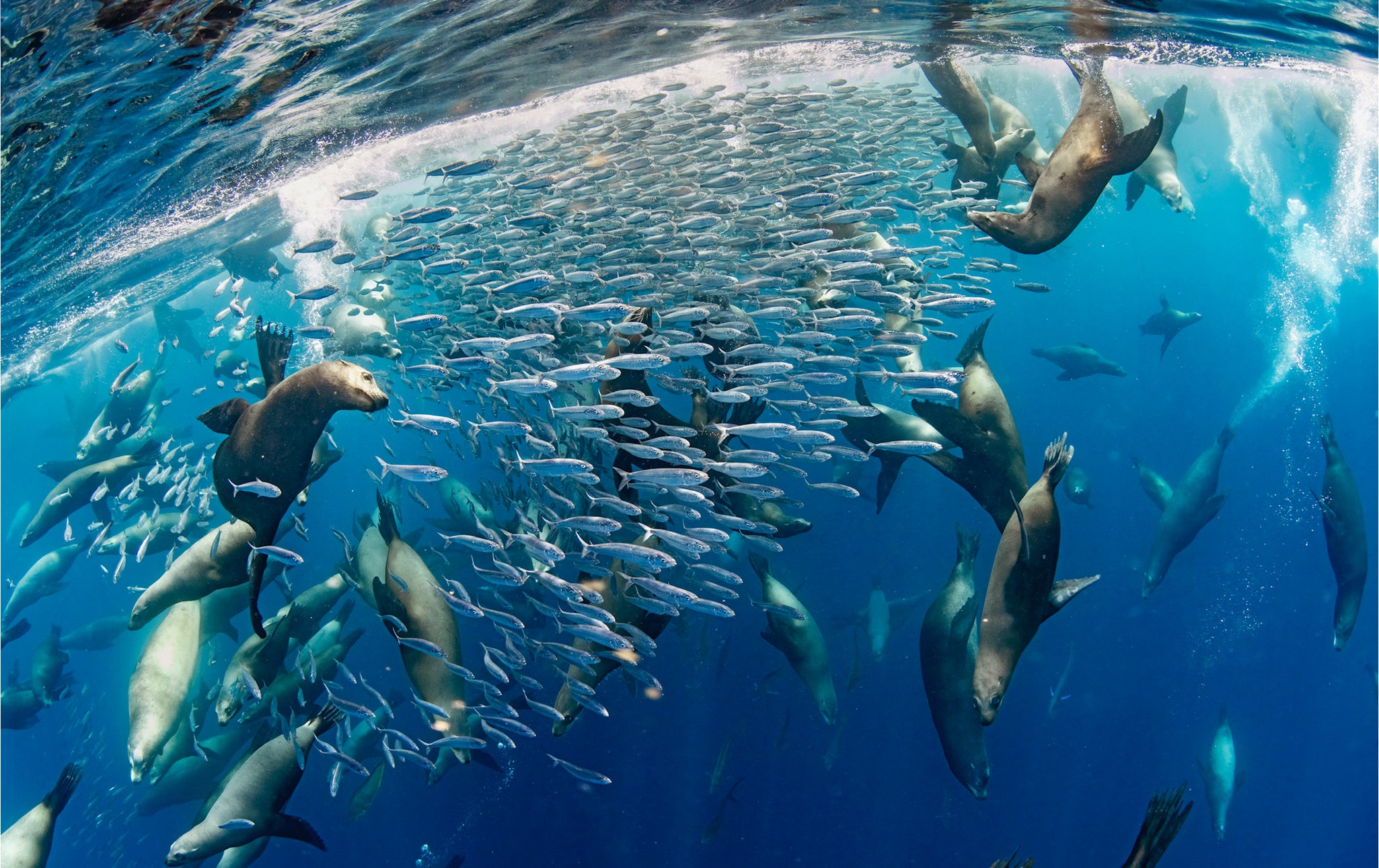 MEXICAN SARDINE RUN