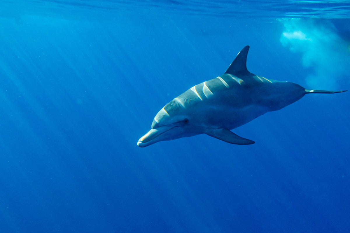 MAURITIUS WHALE TRIP