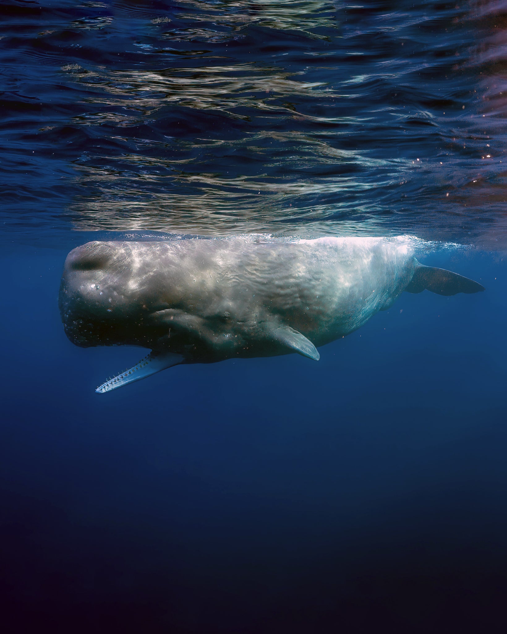 MAURITIUS WHALE TRIP