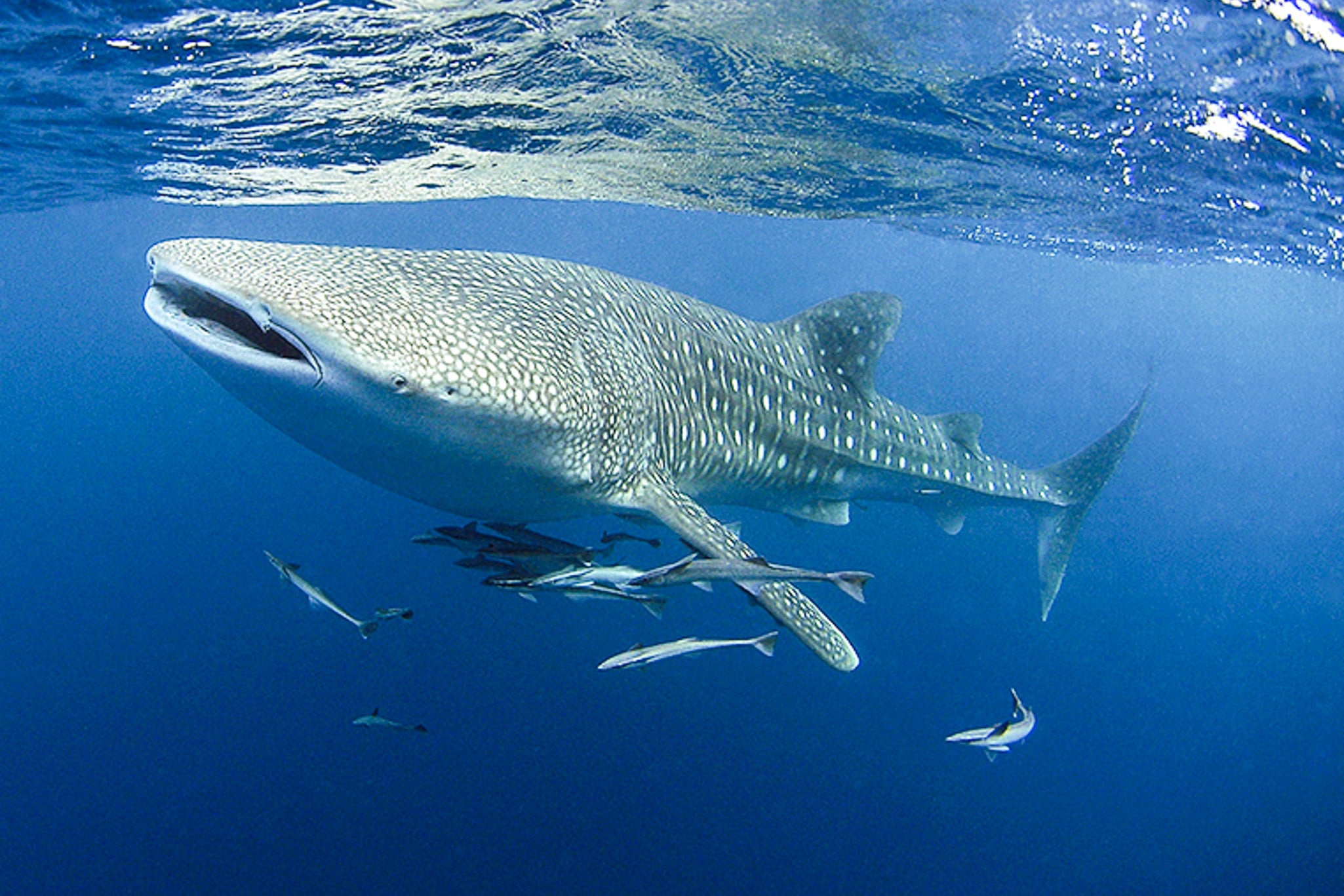 I GIGANTI DEL MARE E I BIG FIVE