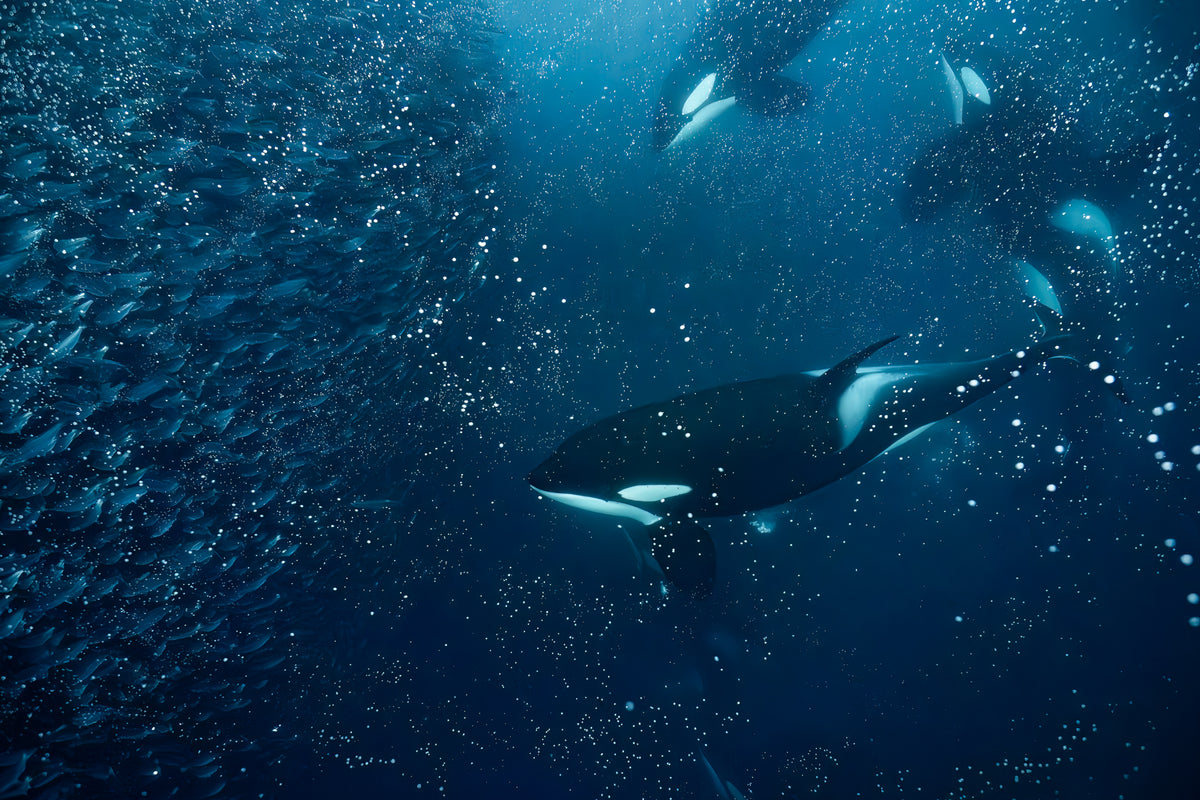 NUOTA CON LE ORCHE IN NORVEGIA