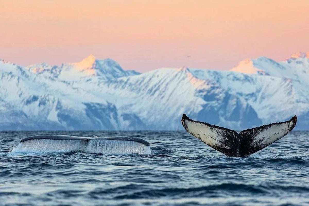 NUOTA CON LE ORCHE IN NORVEGIA