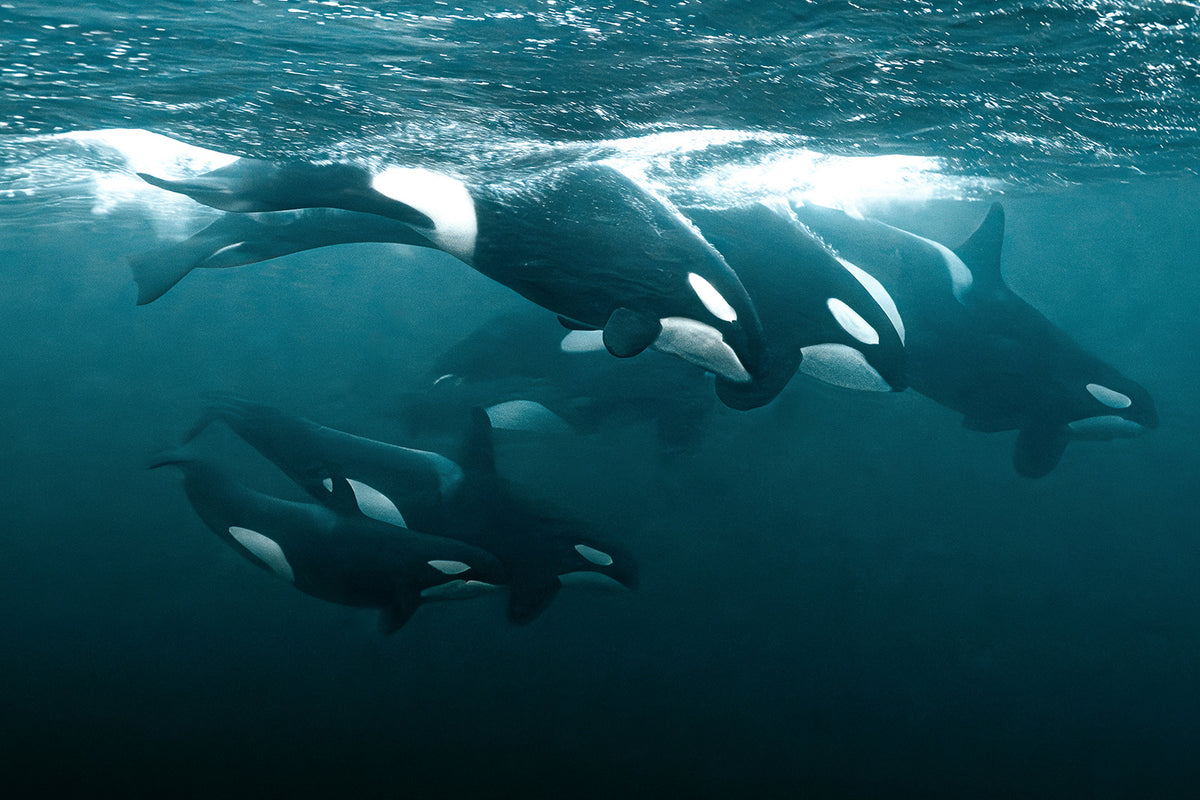 ORCA MISSION IN NORVEGIA