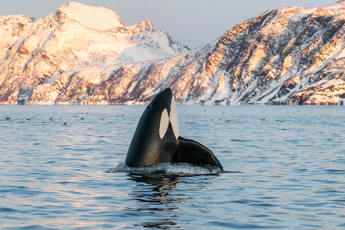 ORCA MISSION IN NORVEGIA