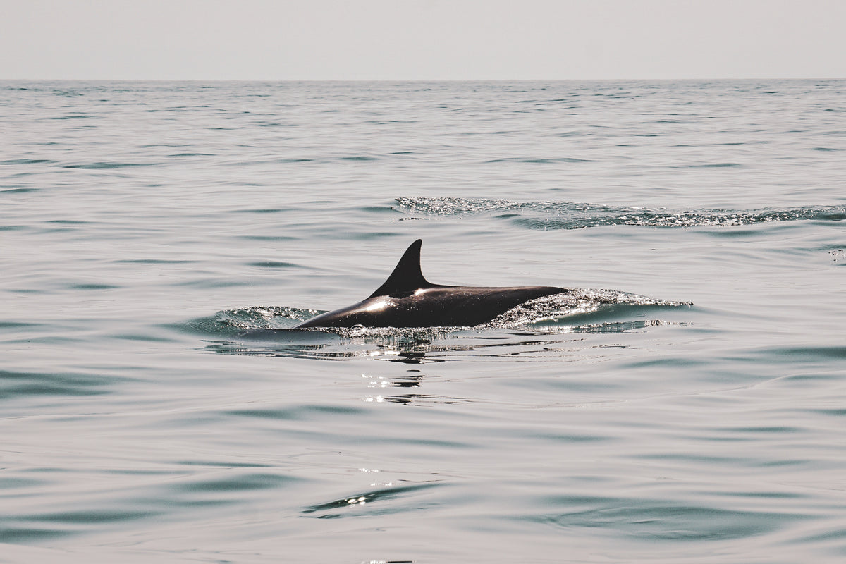 SURFING OMAN: IL MEDIO ORIENTE INESPLORATO